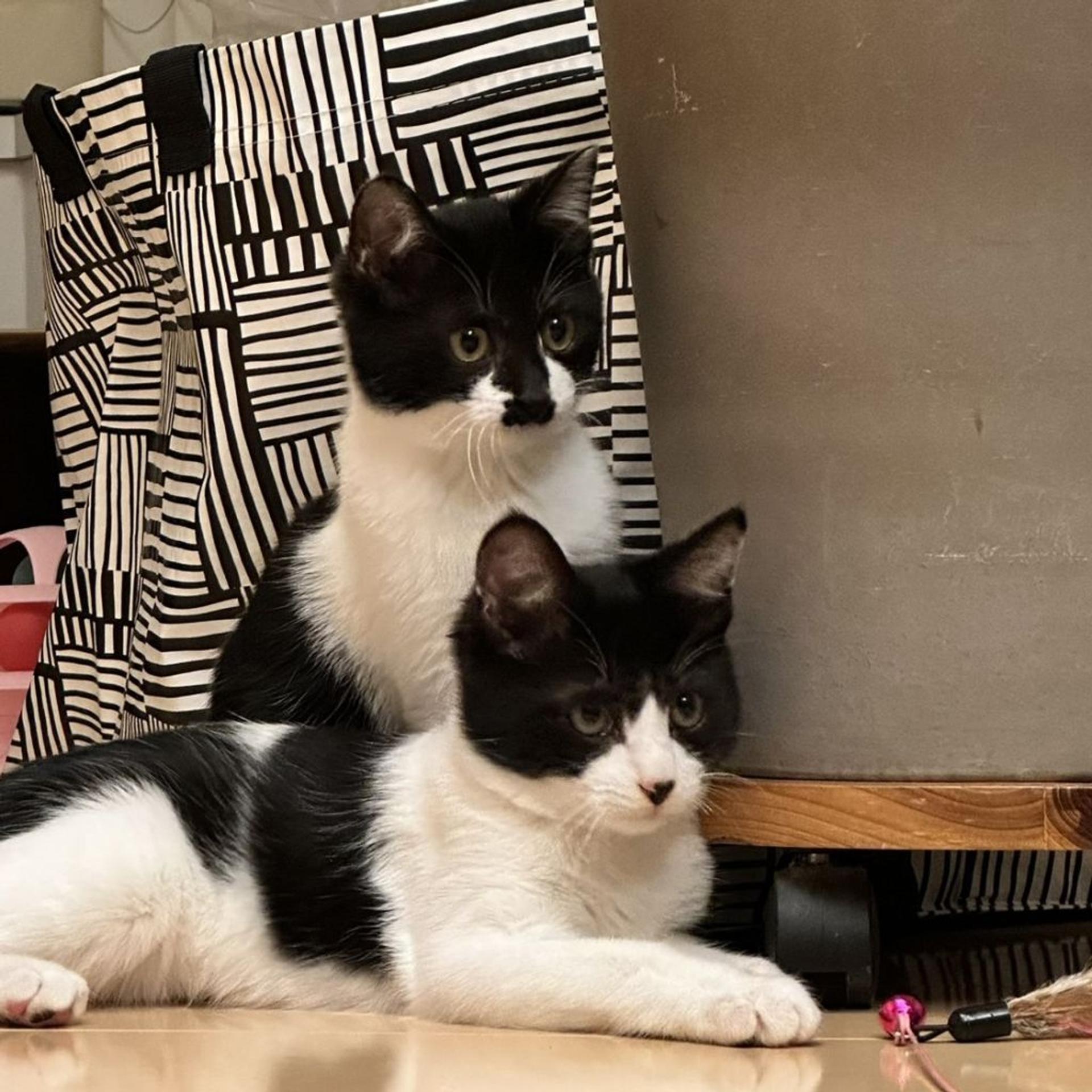 pet-image-2