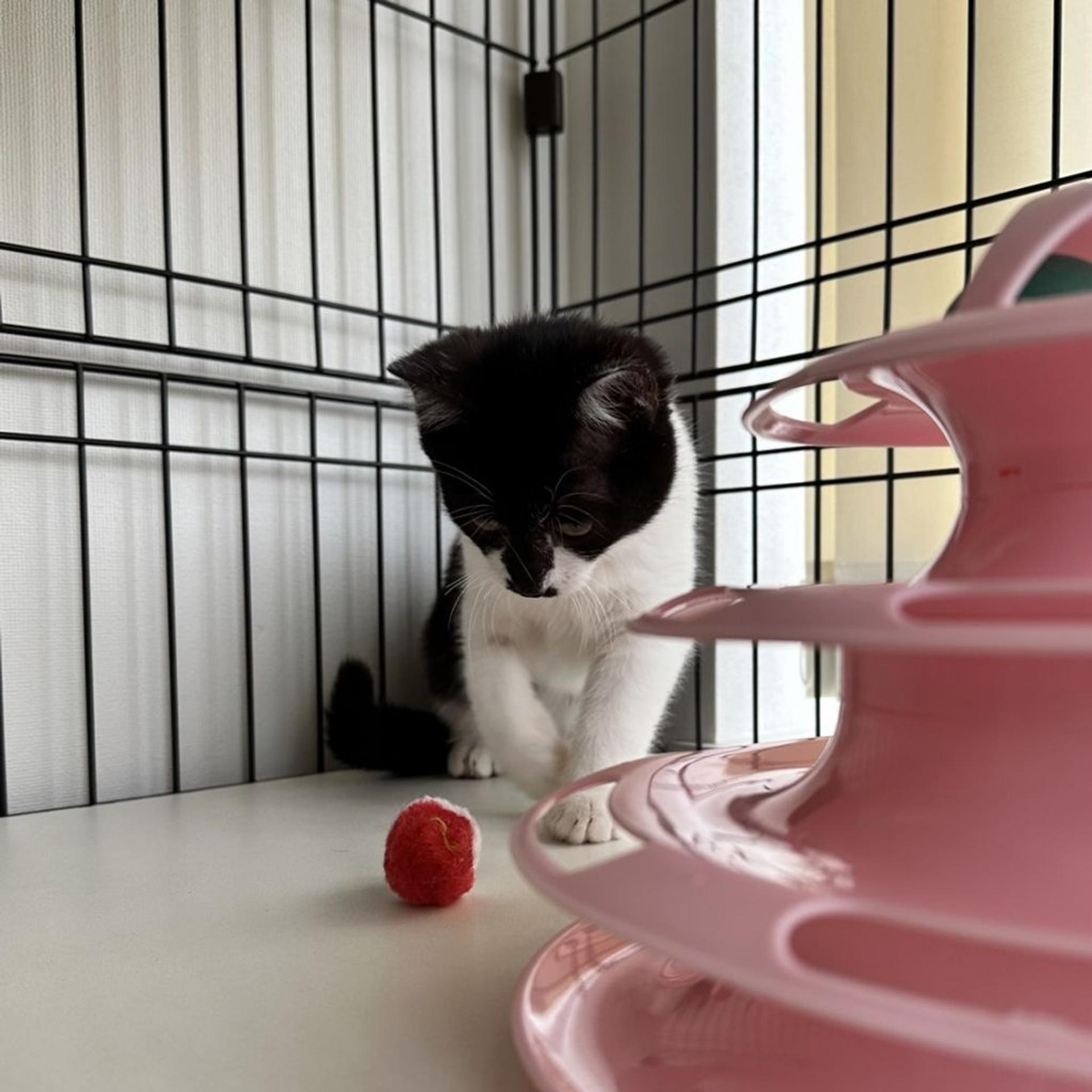 pet-image-4