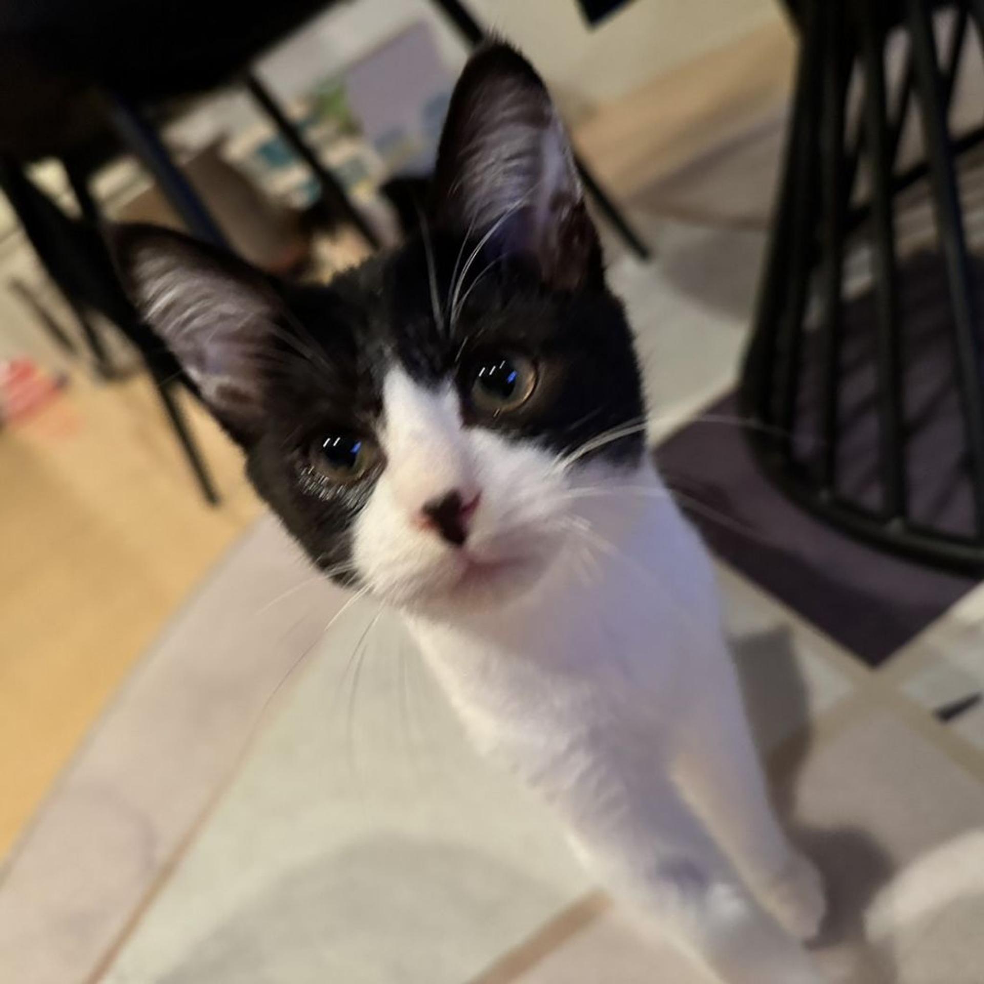 pet-image-7