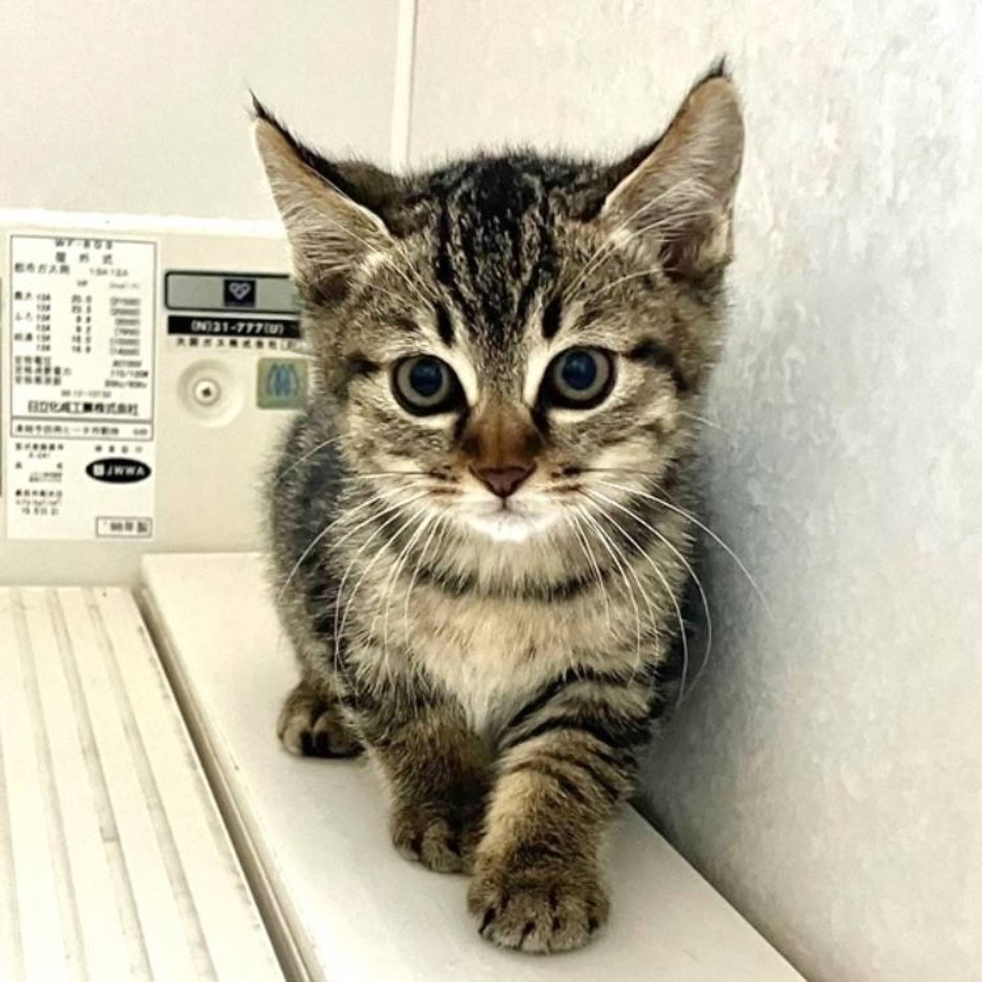 雑種（ミックス猫）・オスの里親募集の写真