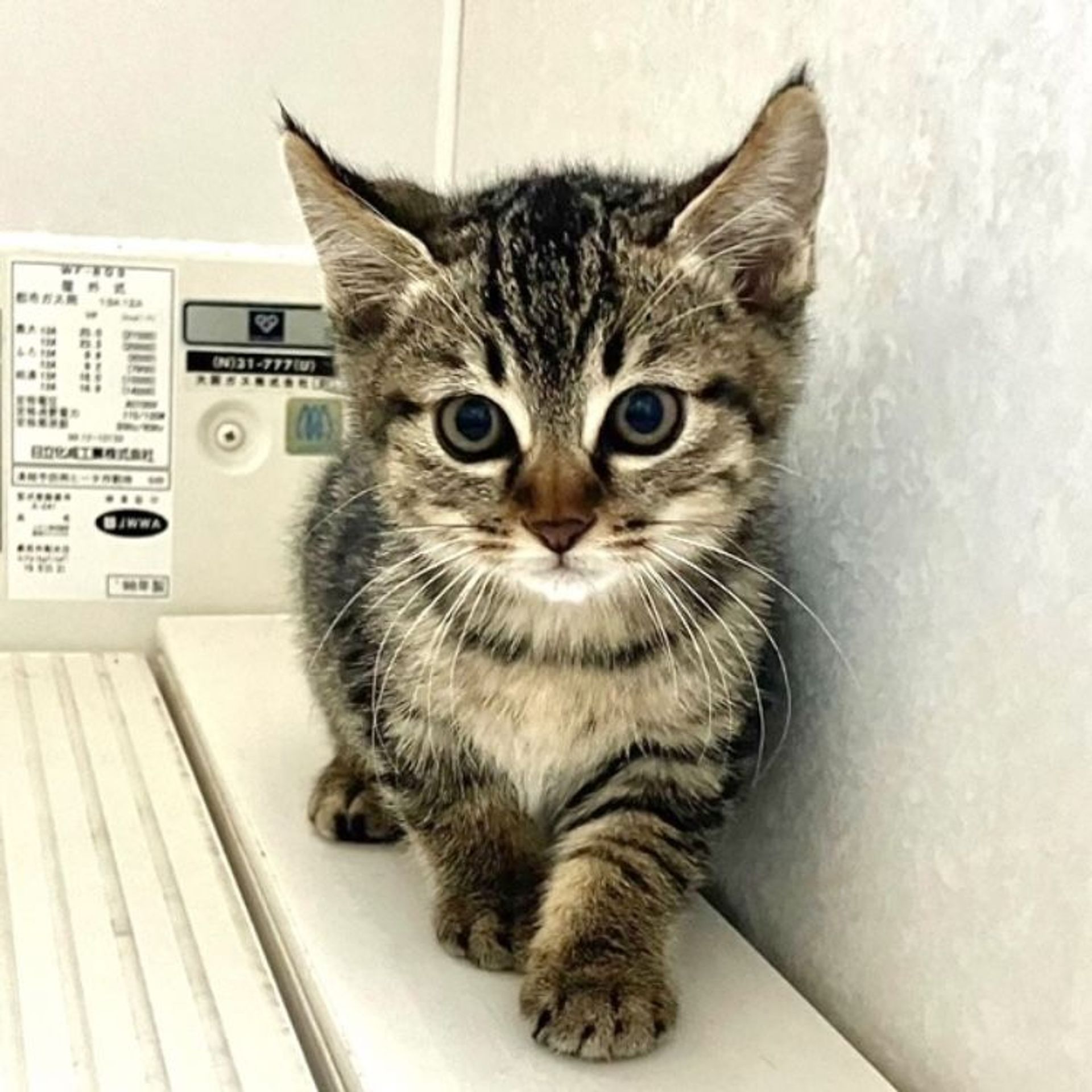 雑種（ミックス猫）・オスの里親募集の写真