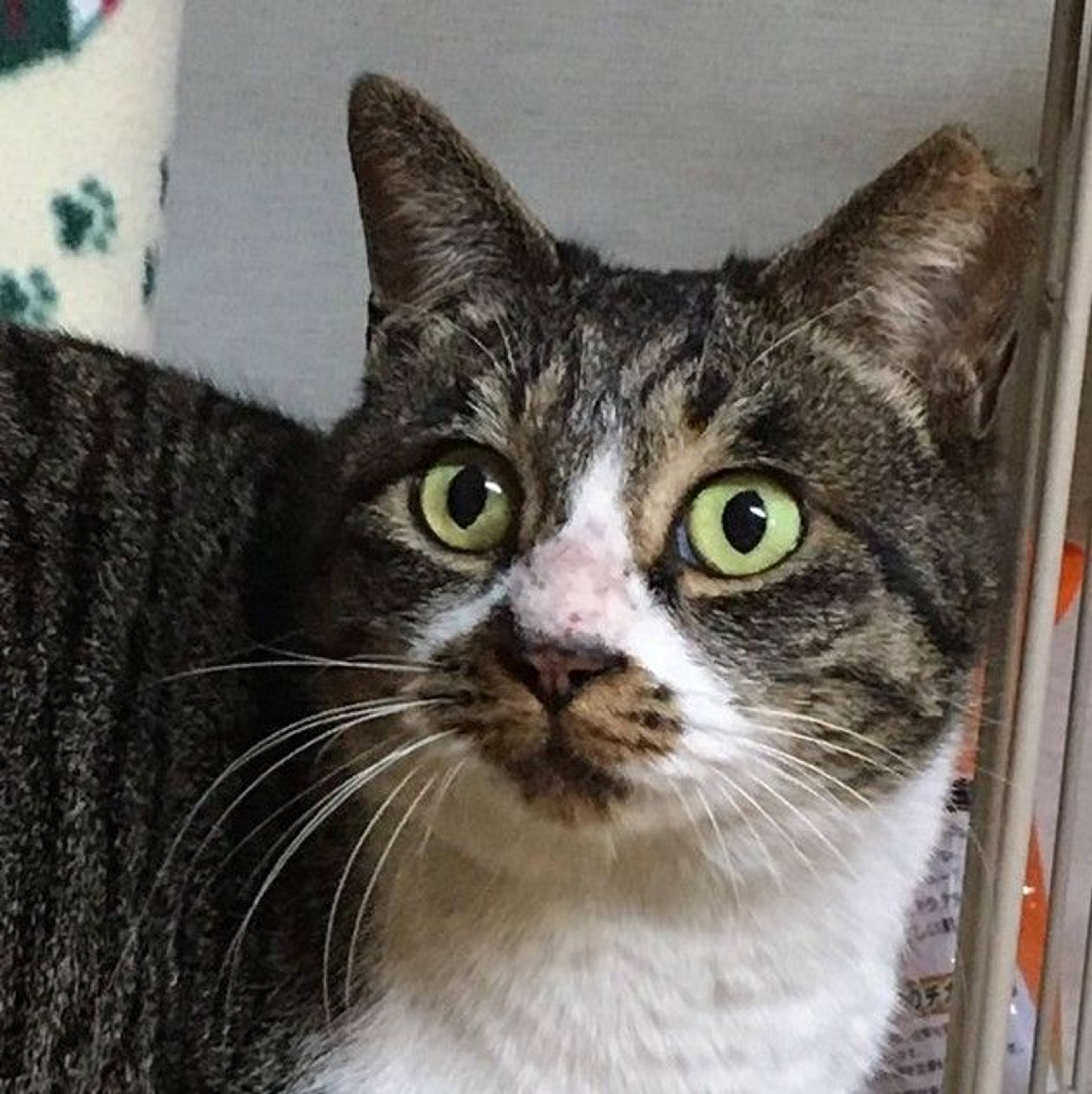 雑種（ミックス猫）・メスの里親募集の写真