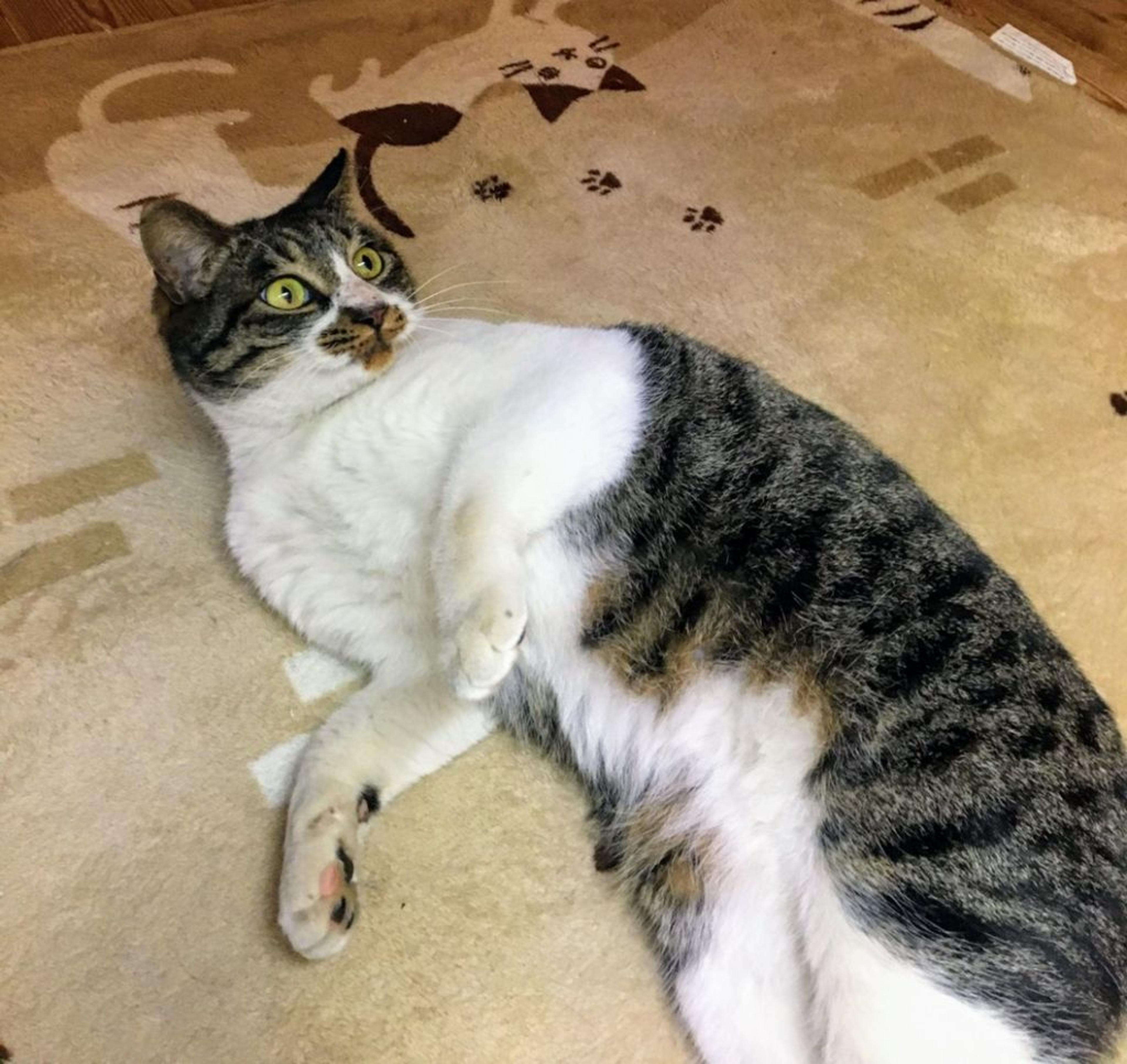 pet-image-2