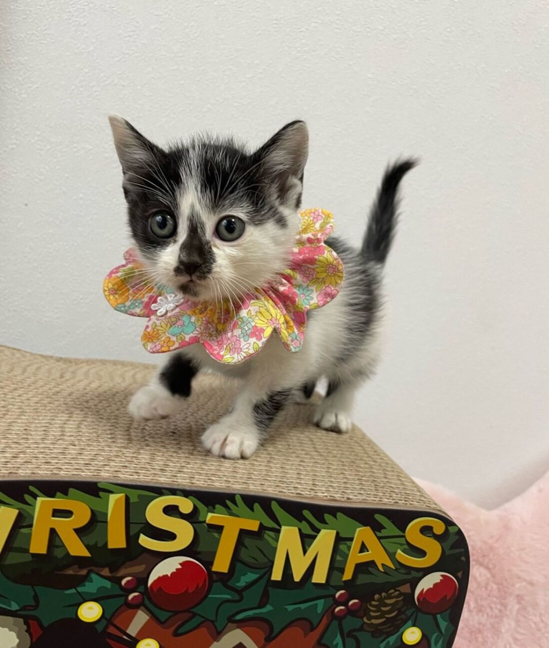 雑種（ミックス猫）・メスの里親募集の写真