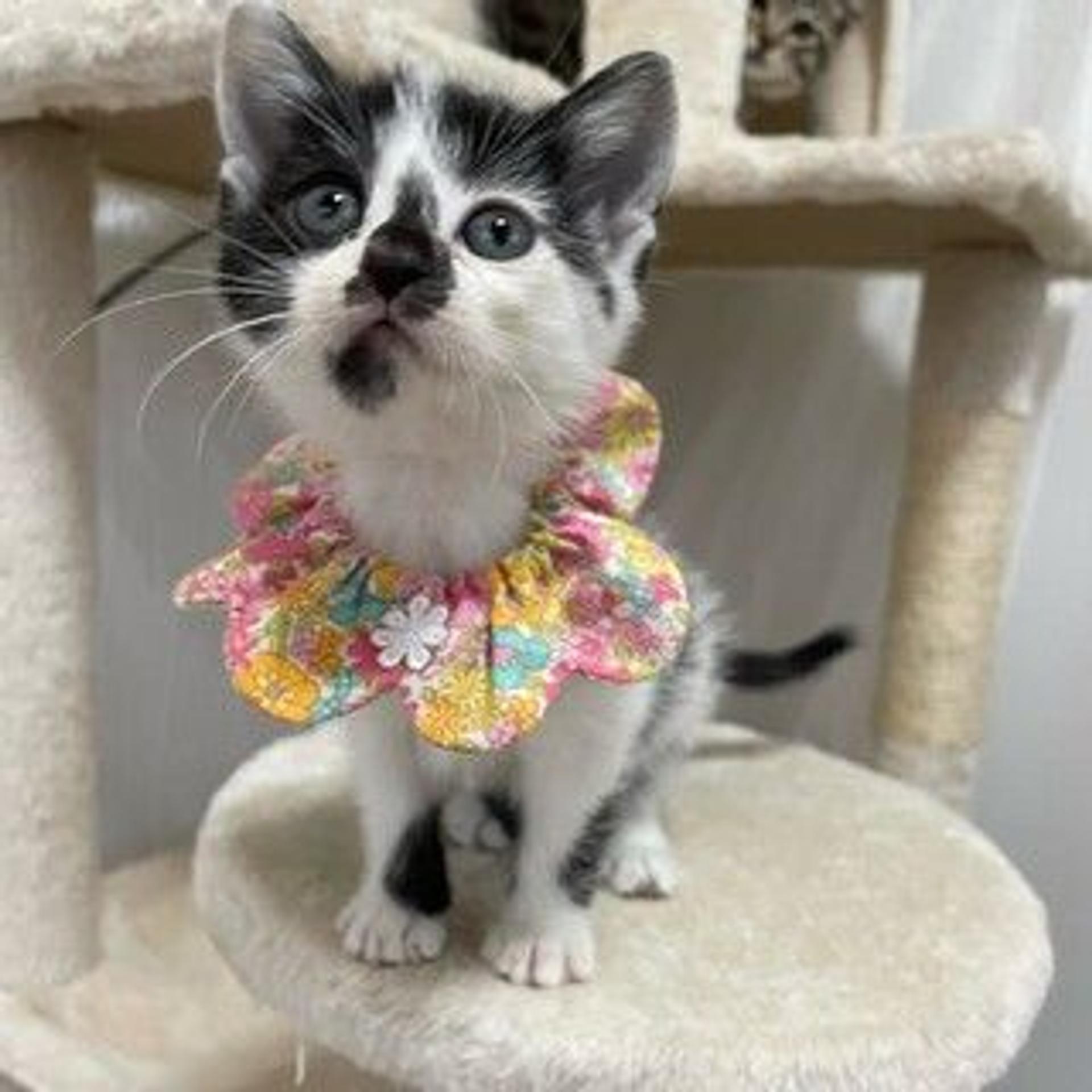 pet-image-2