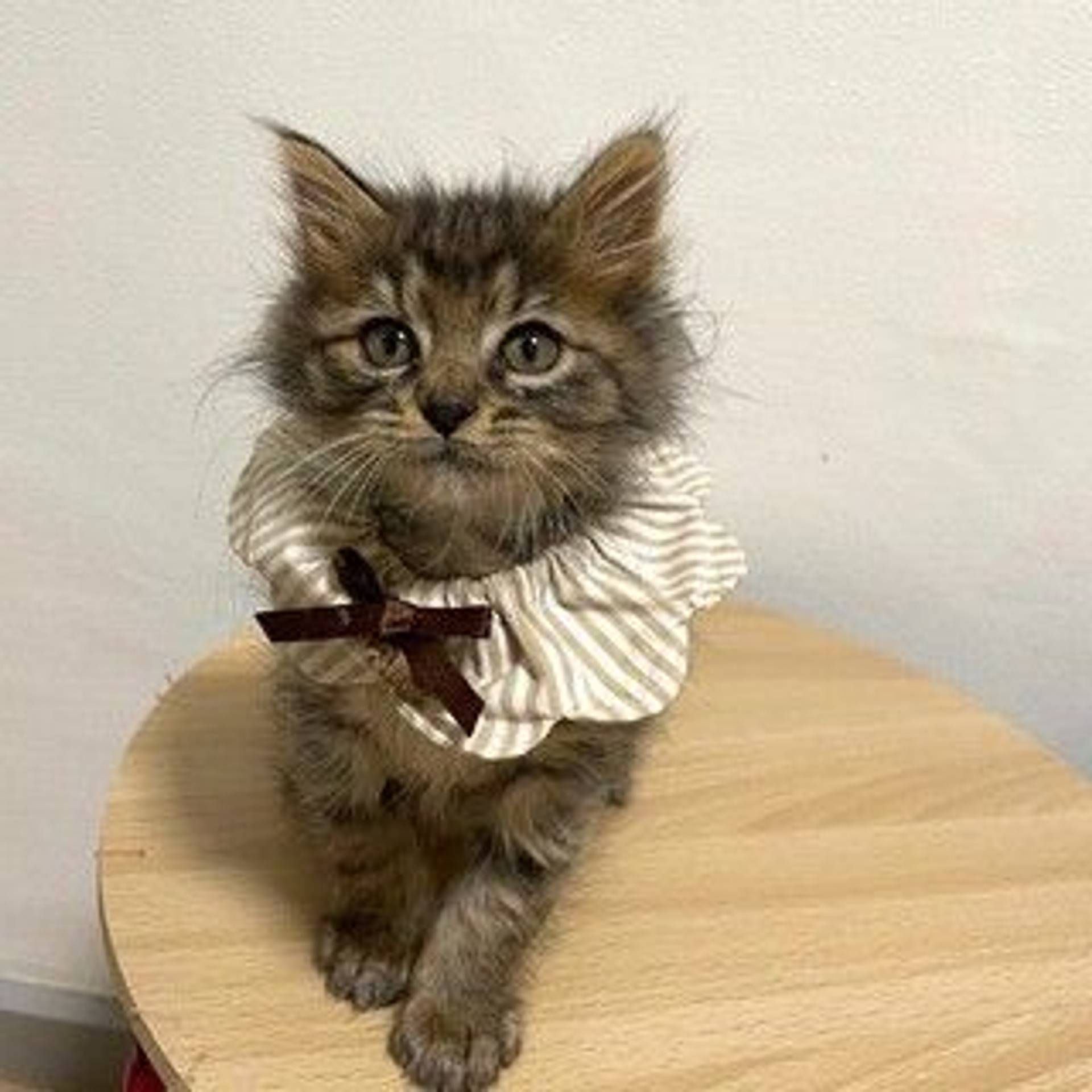 雑種（ミックス猫）・オスの里親募集の写真