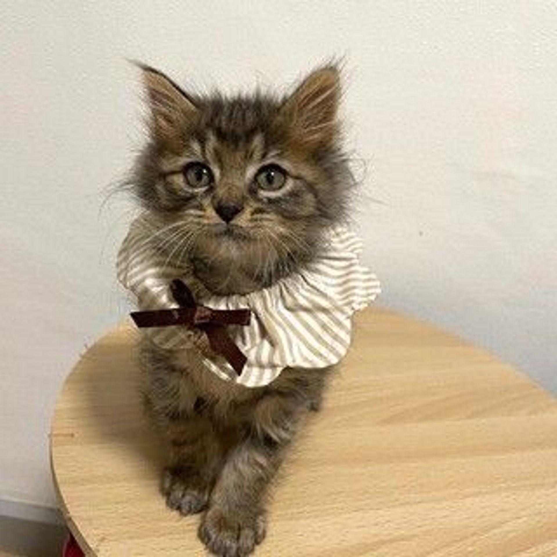 雑種（ミックス猫）・オスの里親募集の写真