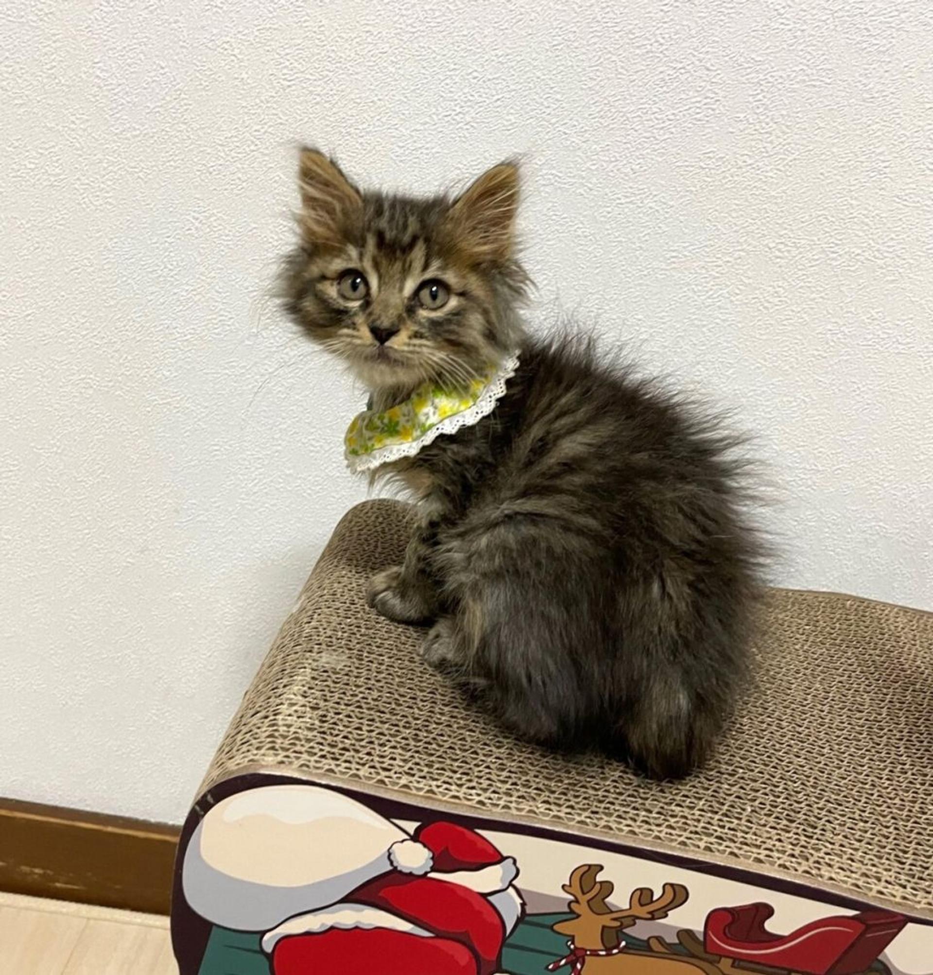 pet-image-3