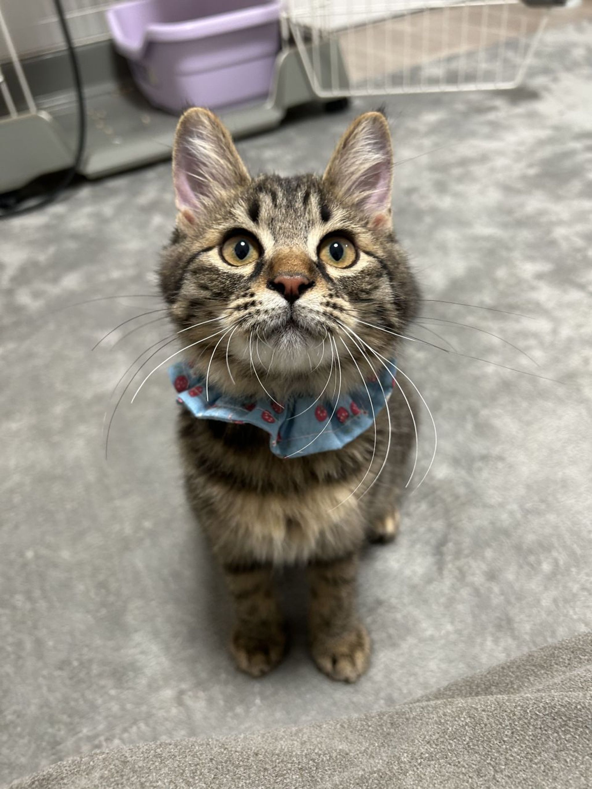 雑種（ミックス猫）・メスの里親募集の写真