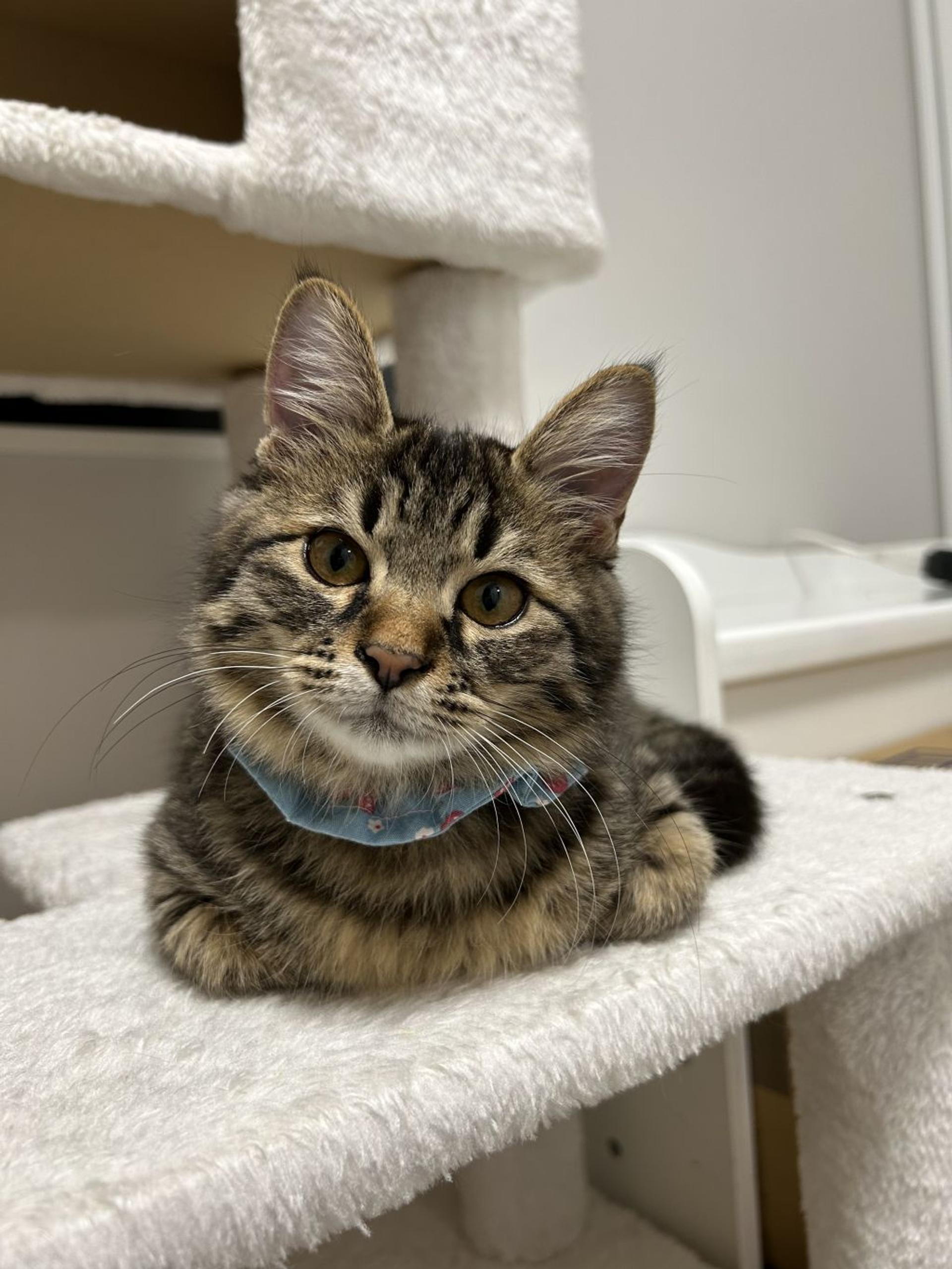 pet-image-3