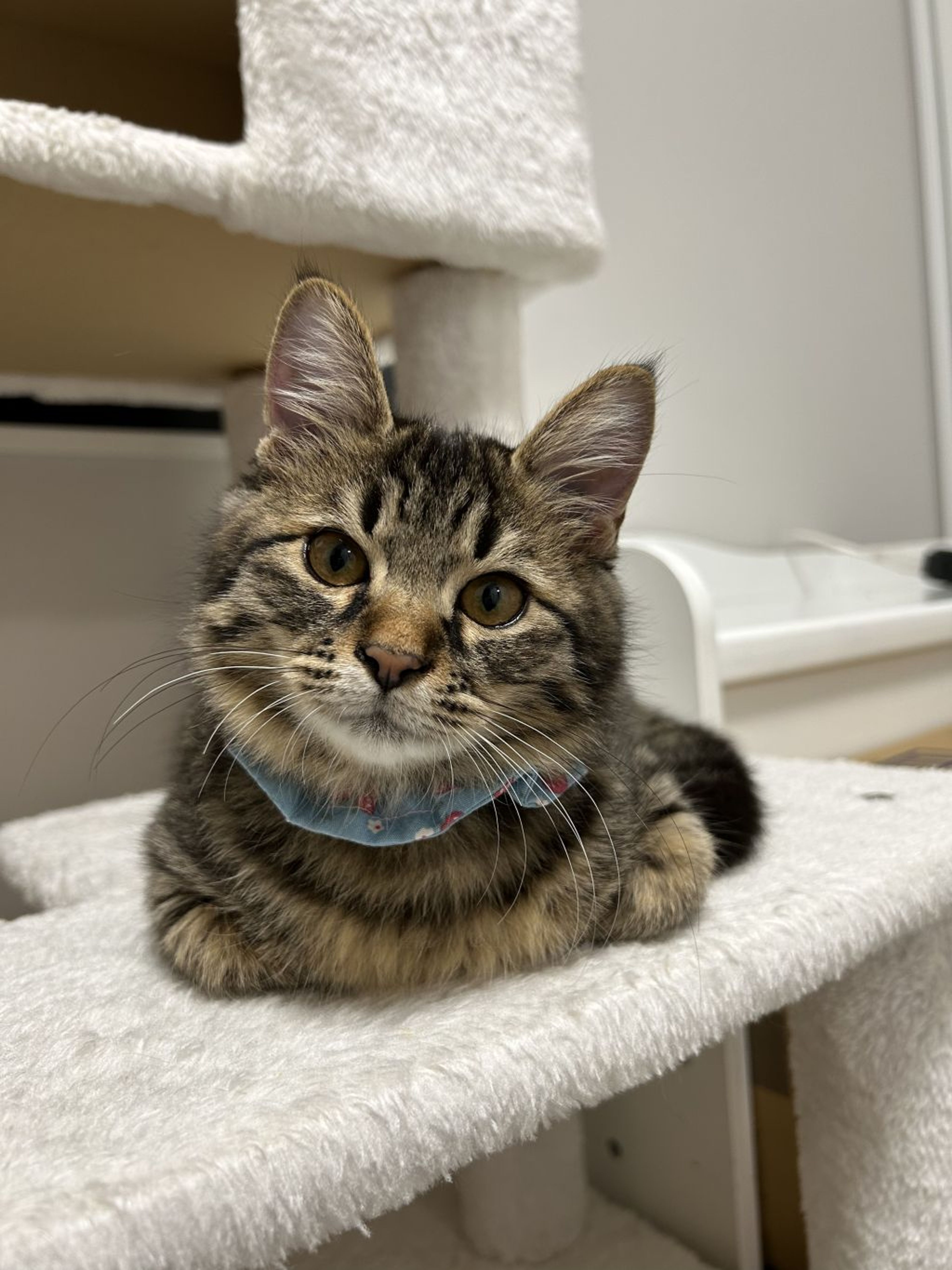 pet-image-3