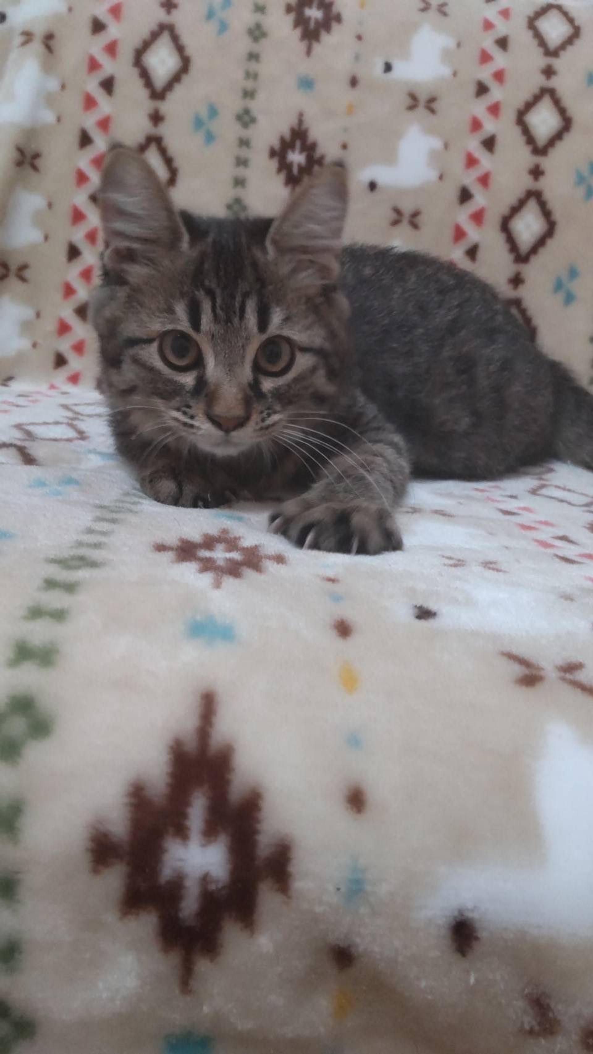 pet-image-4