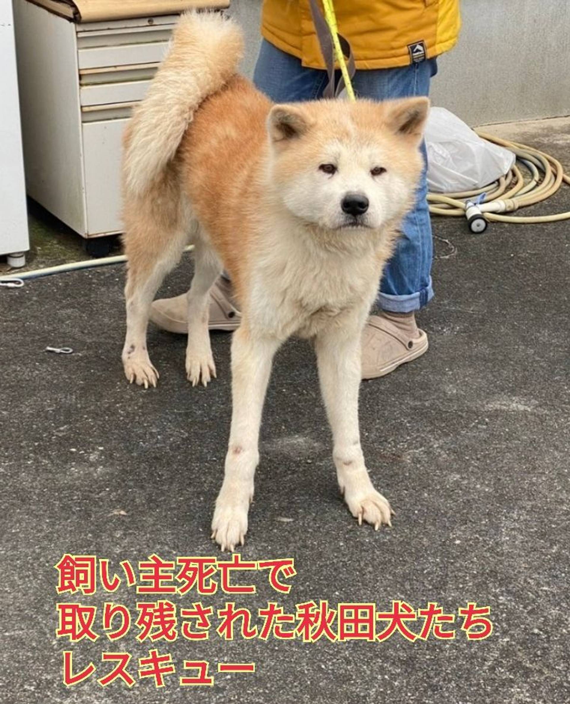 秋田犬・オスの里親募集の写真