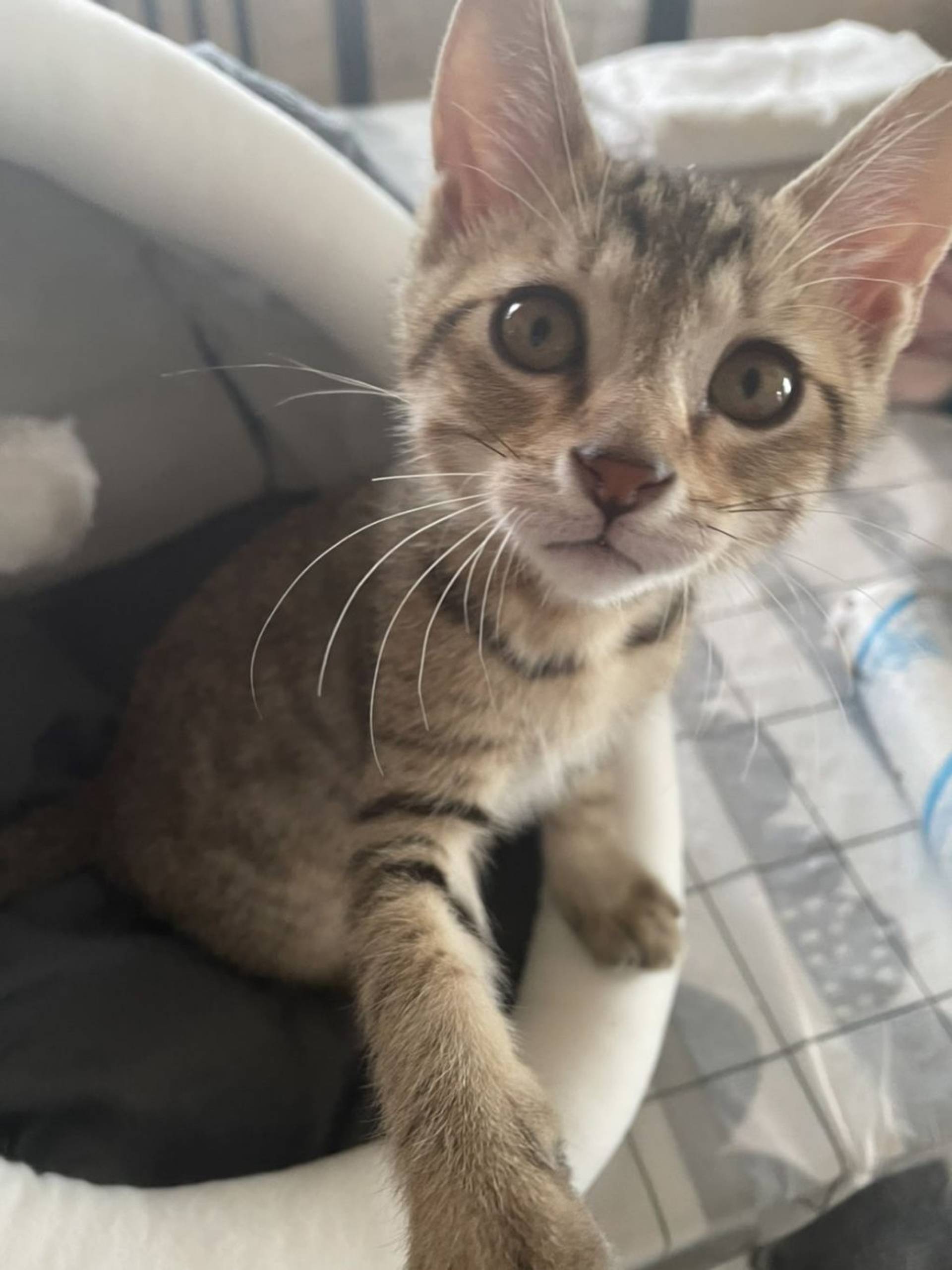 雑種（ミックス猫）・オスの里親募集の写真