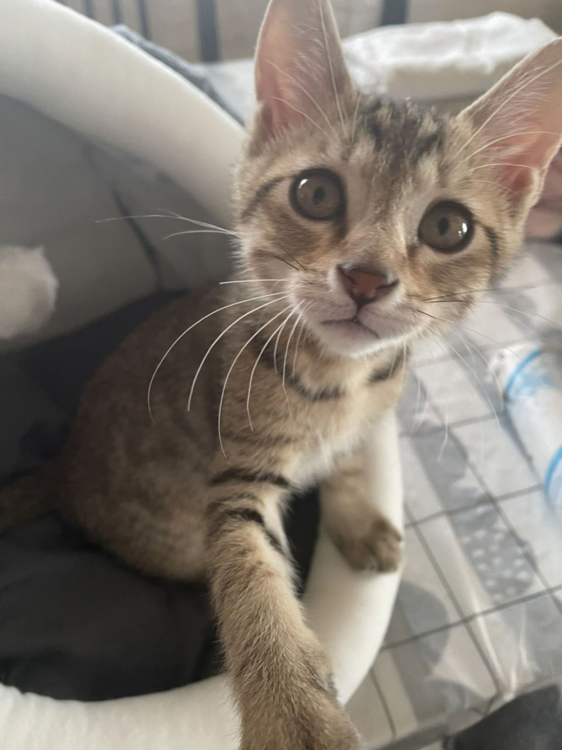 雑種（ミックス猫）・オスの里親募集の写真