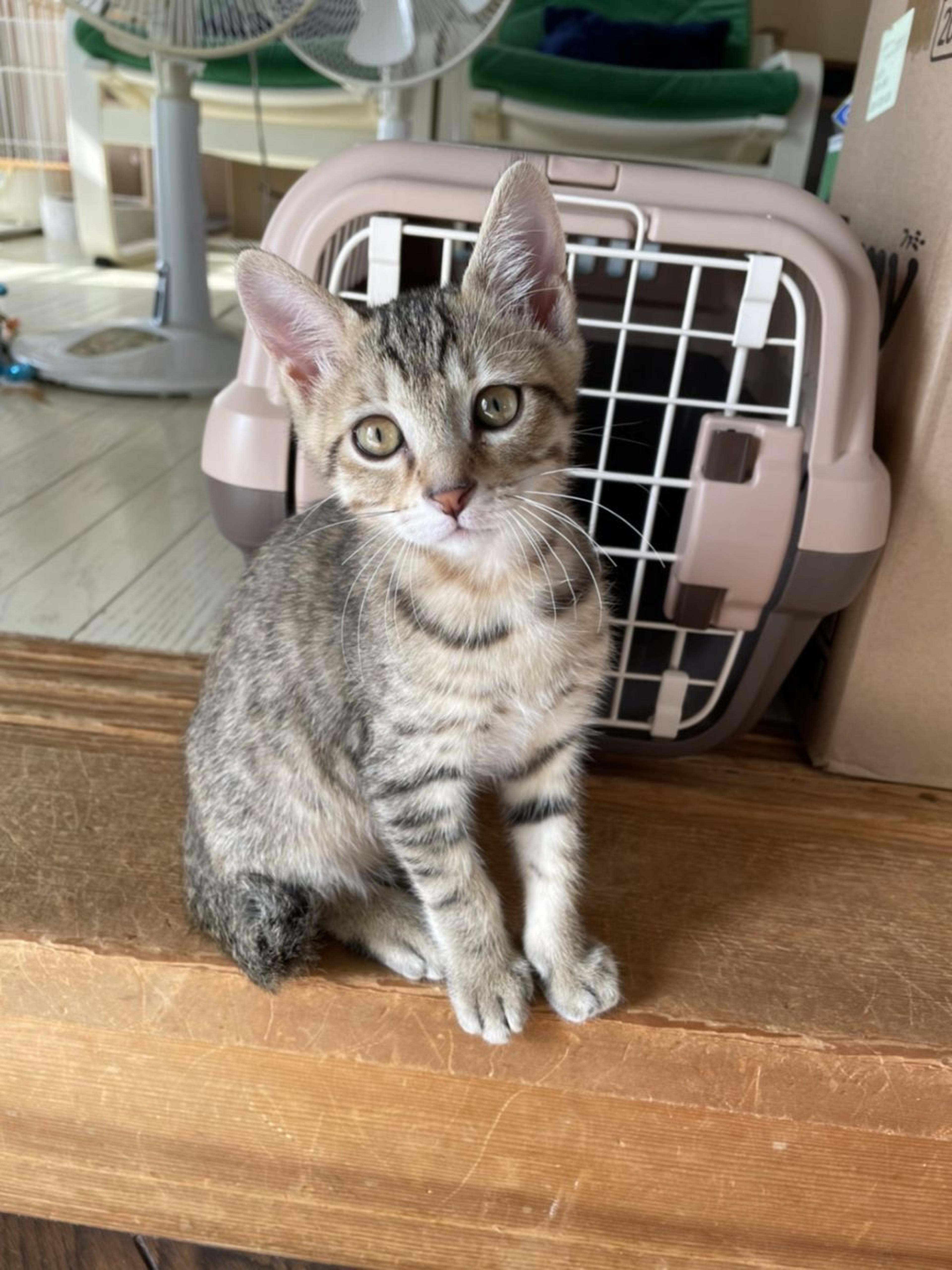 pet-image-2