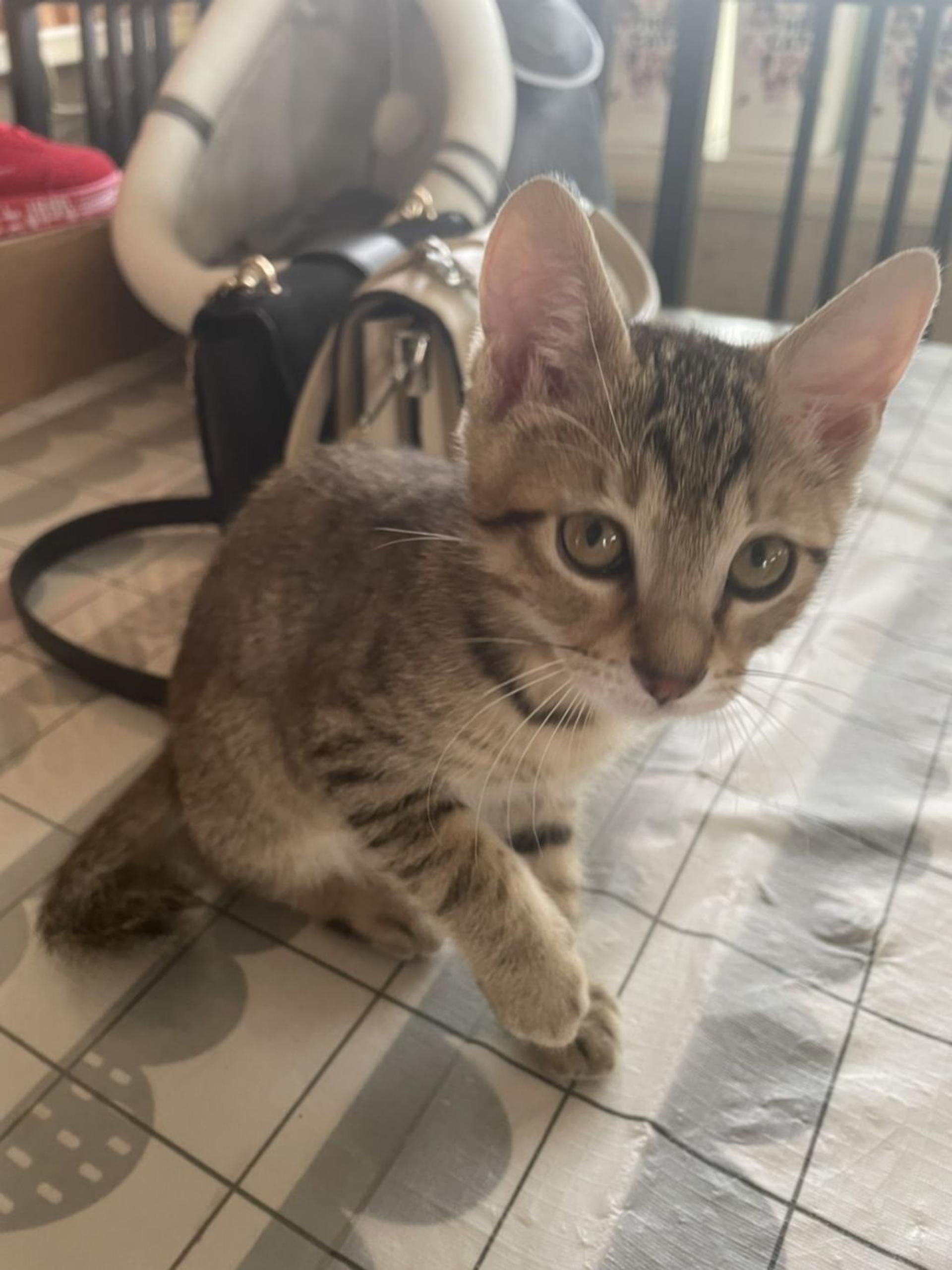 pet-image-3