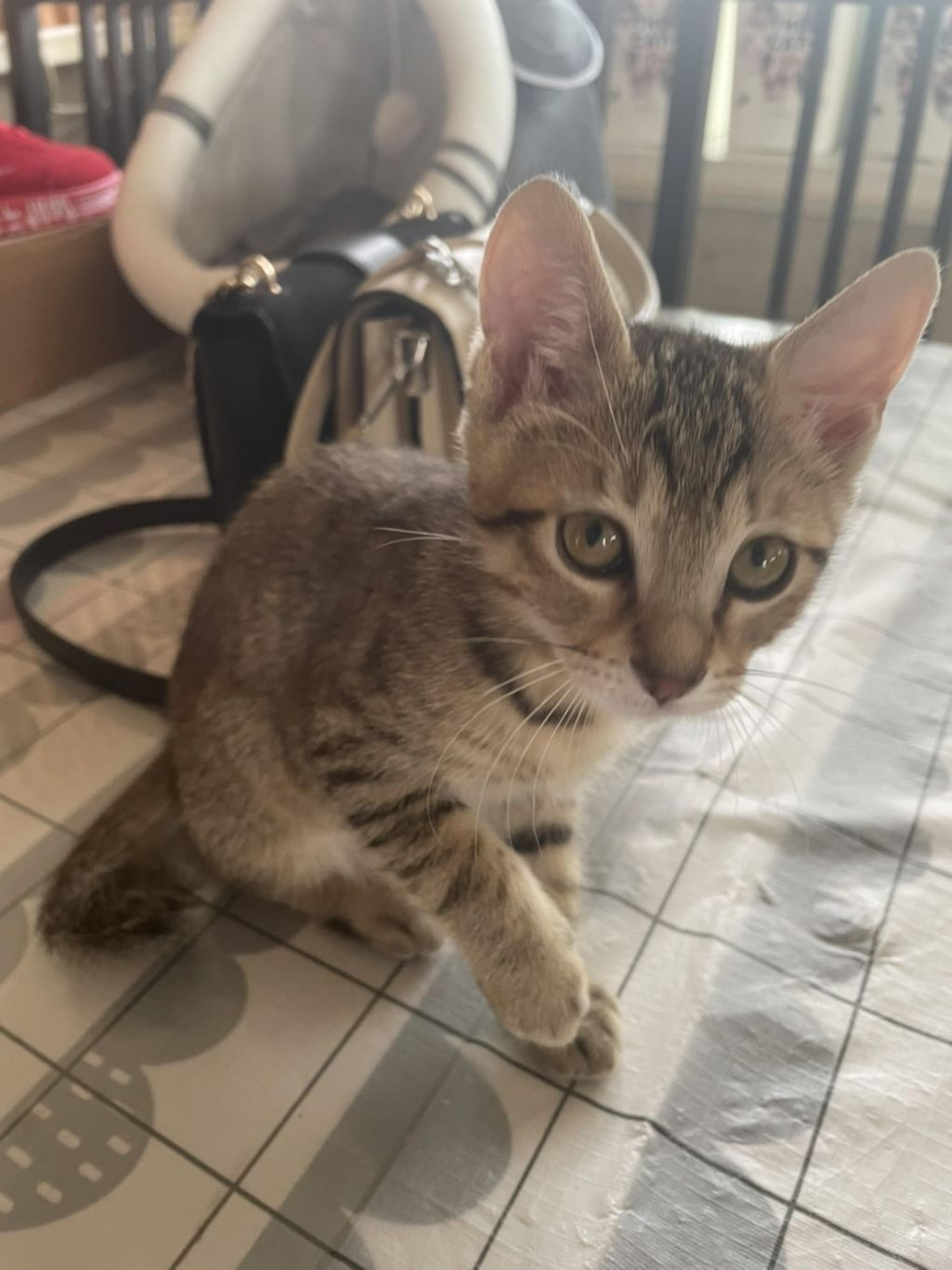 pet-image-3