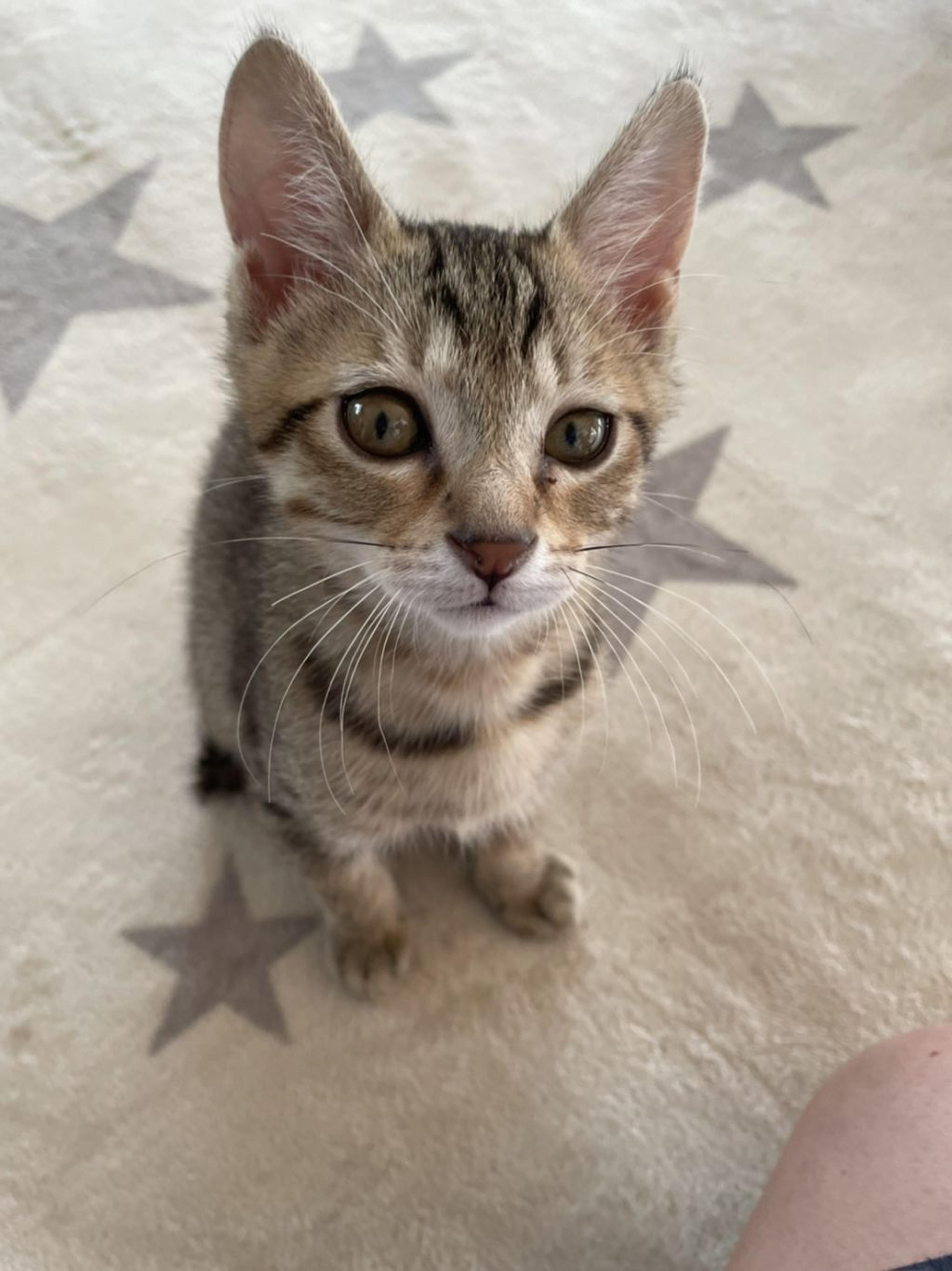 pet-image-4