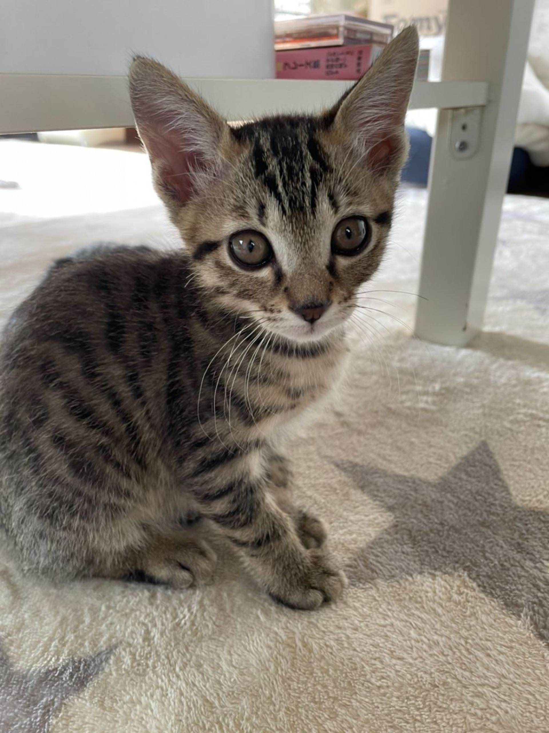 pet-image-2