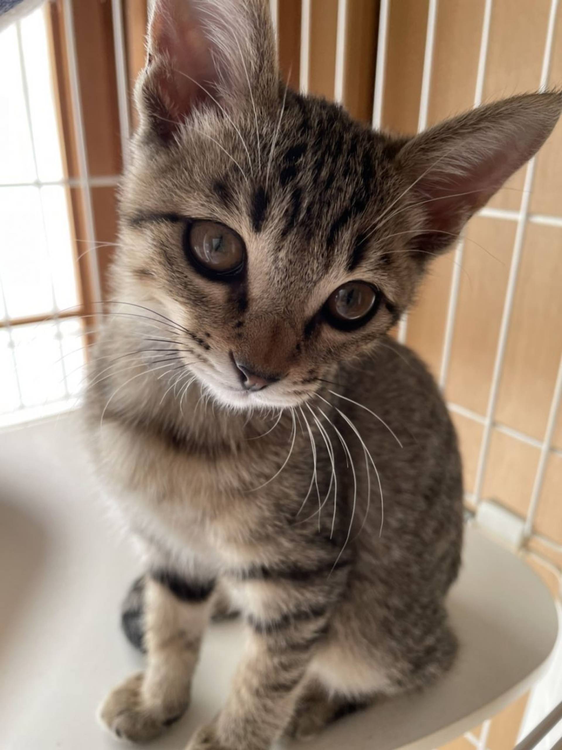 雑種（ミックス猫）・メスの里親募集の写真