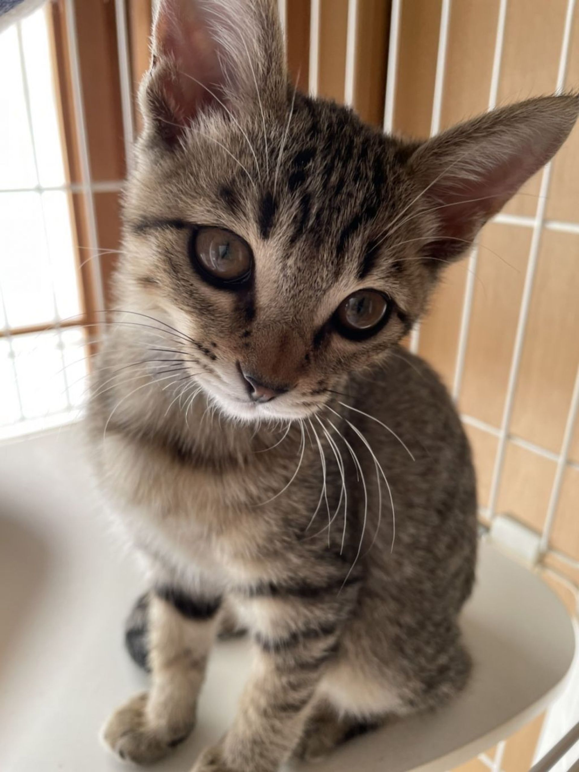 雑種（ミックス猫）・メスの里親募集の写真