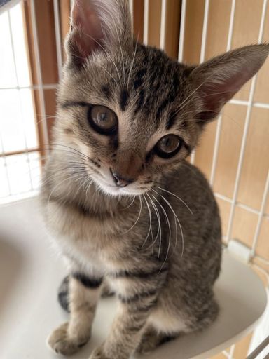 ティルティルちゃんの写真