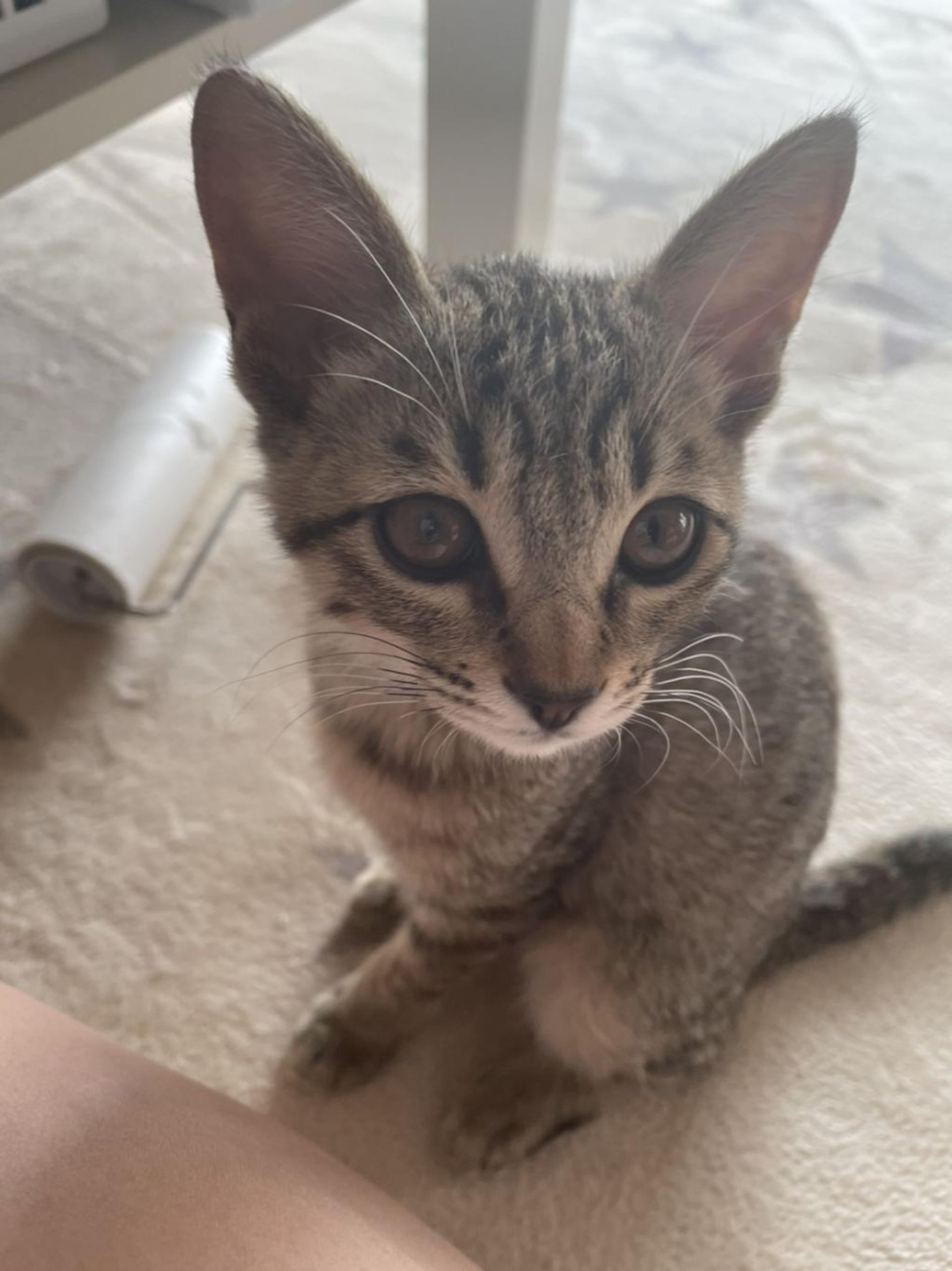 pet-image-3