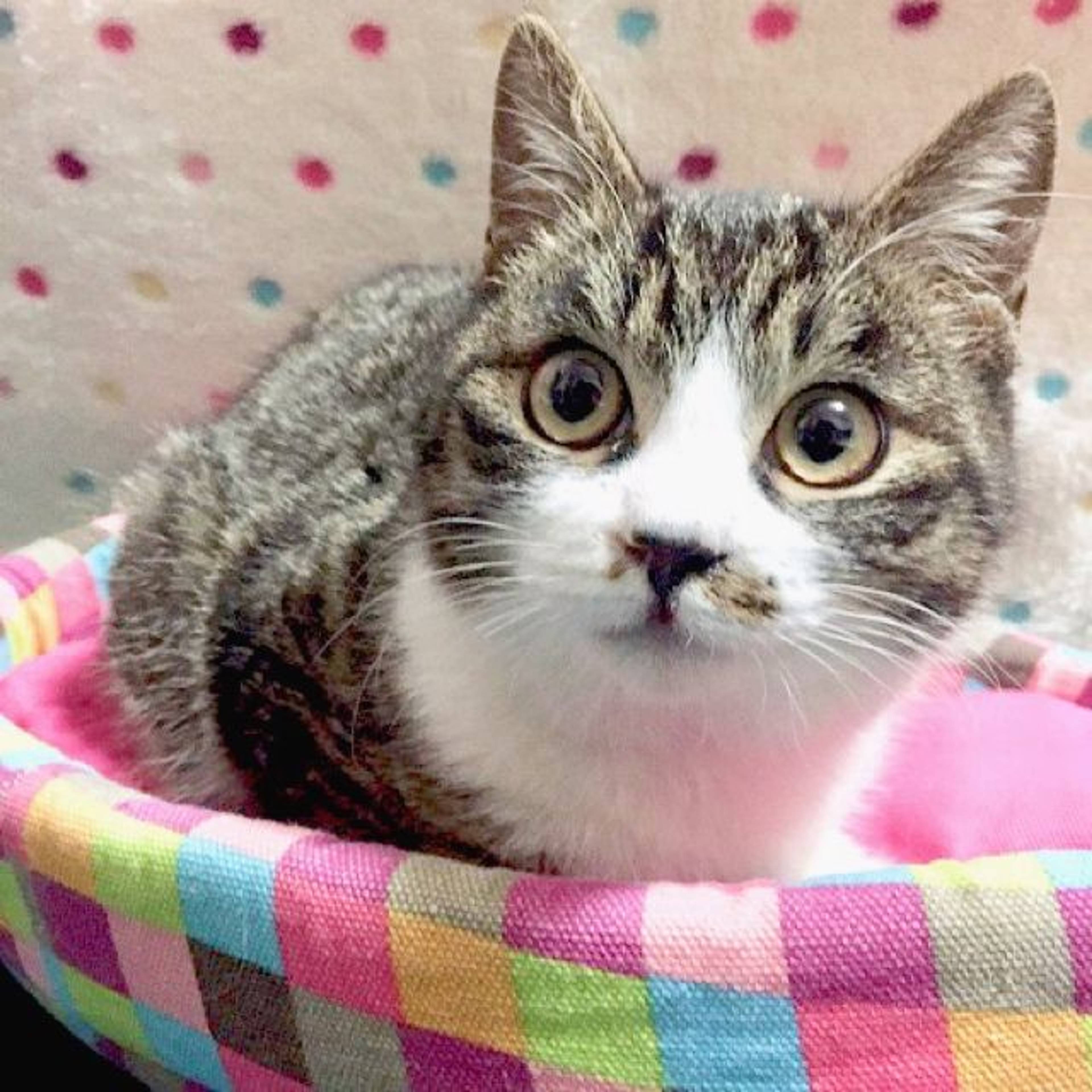 雑種（ミックス猫）・オスの里親募集の写真