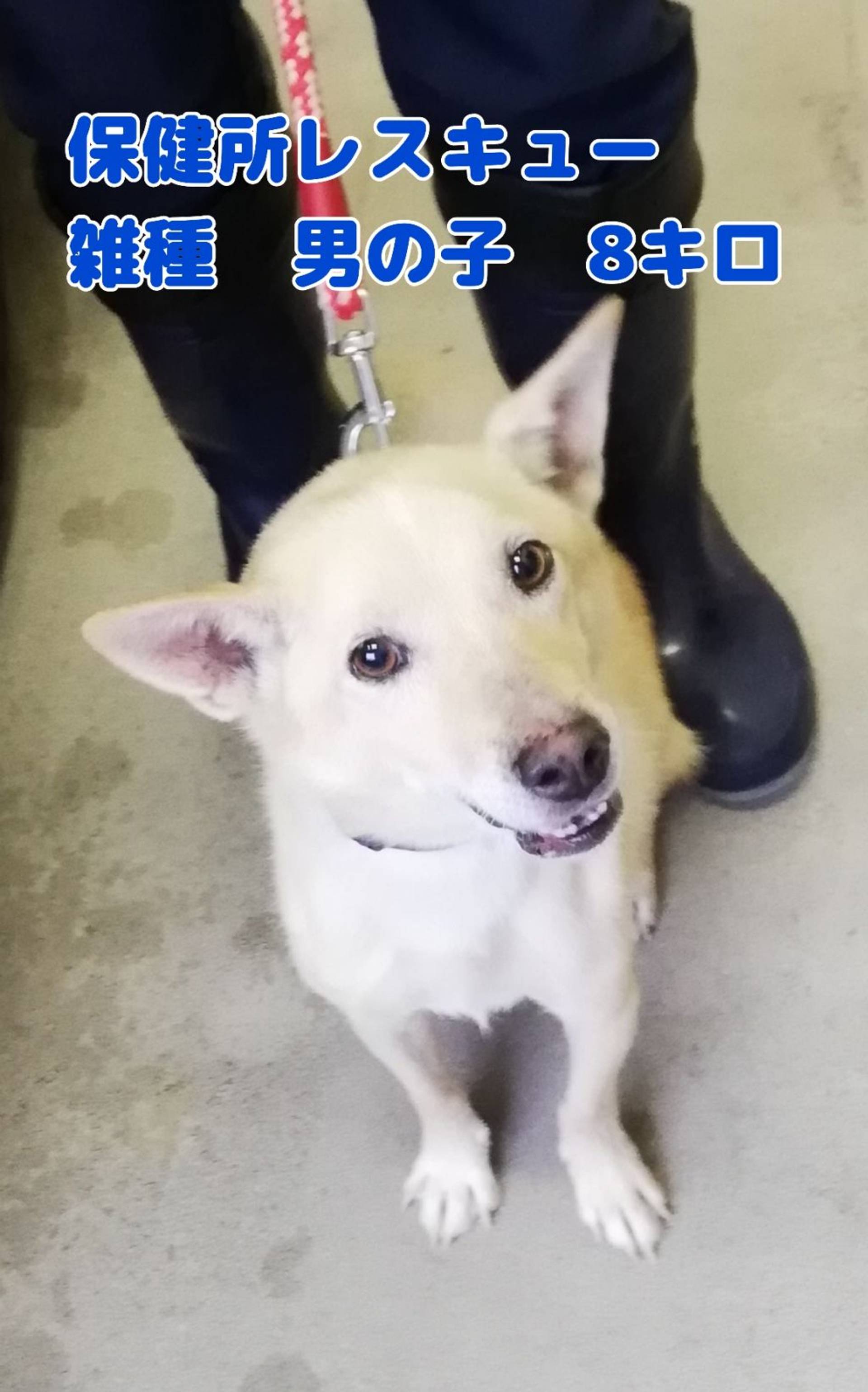 雑種（ミックス犬）・オスの里親募集の写真