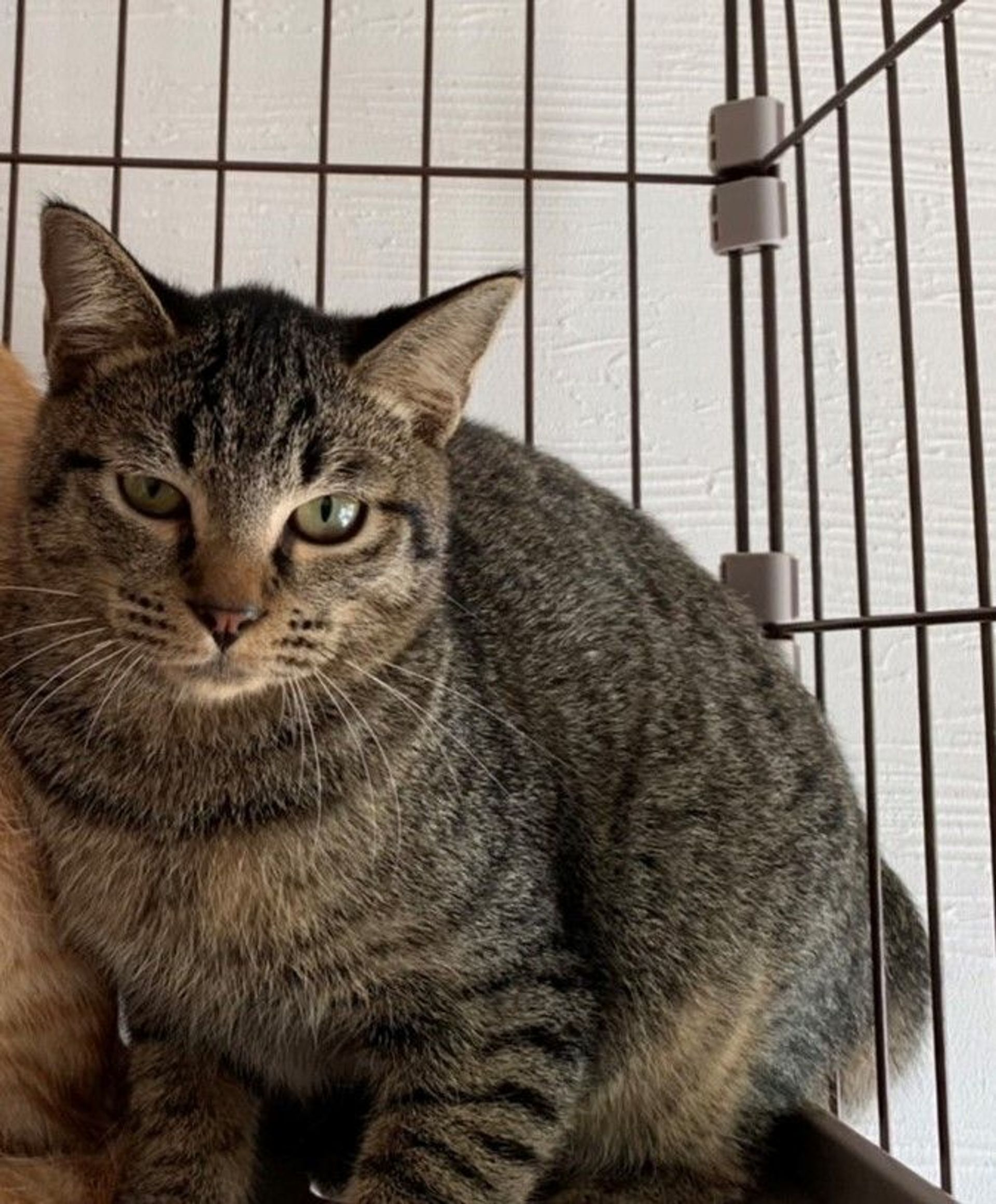 雑種（ミックス猫）・オスの里親募集の写真