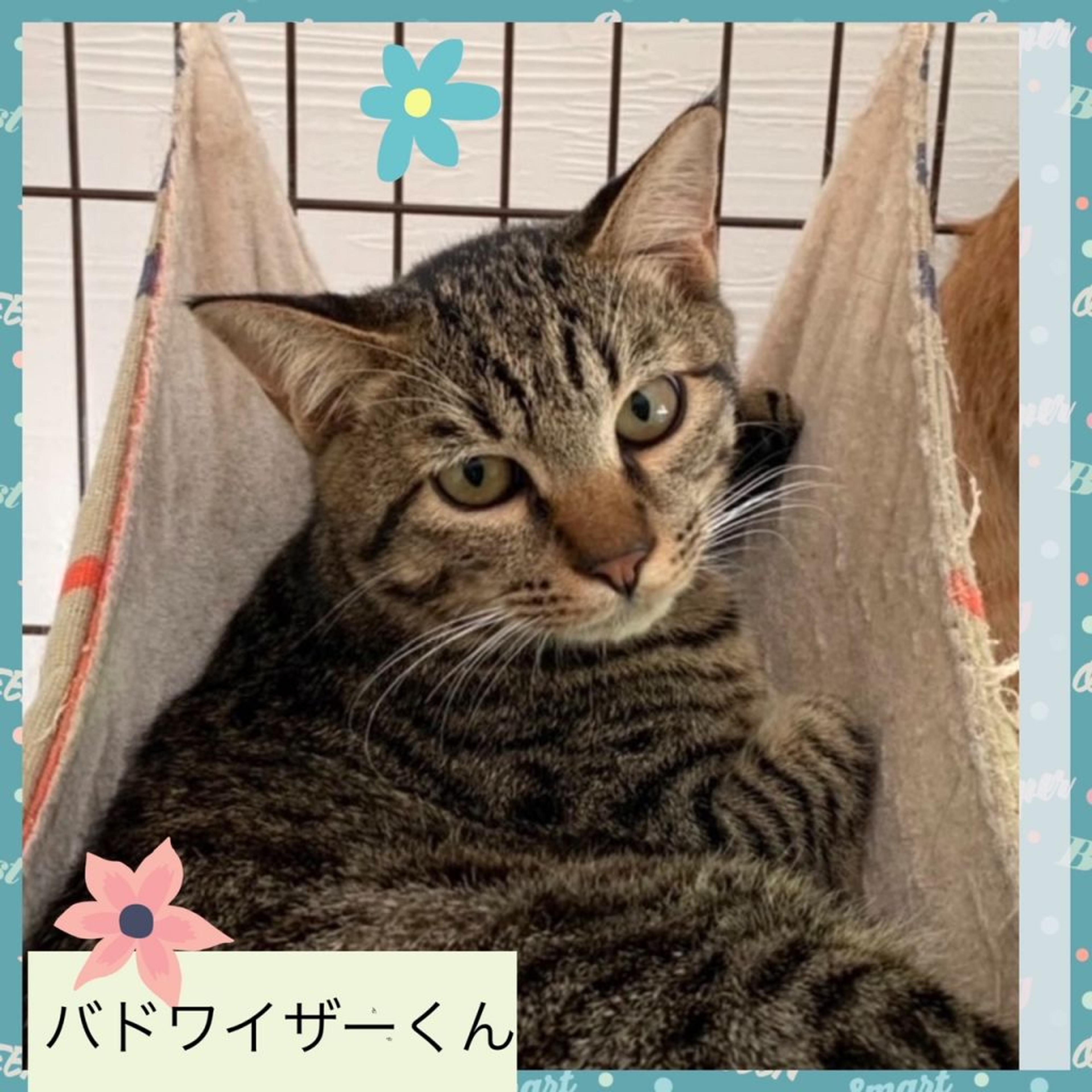 pet-image-2