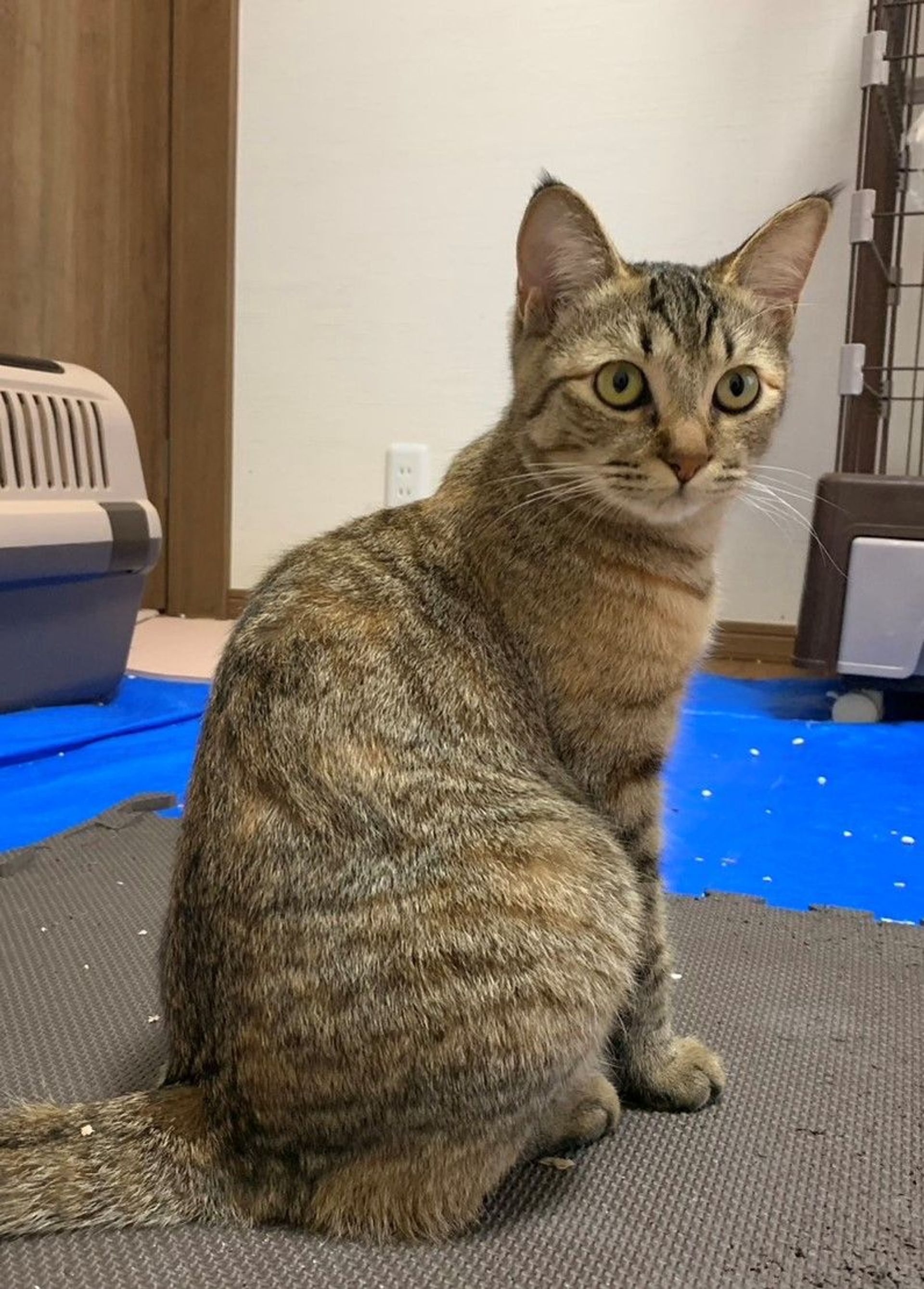 雑種（ミックス猫）・メスの里親募集の写真