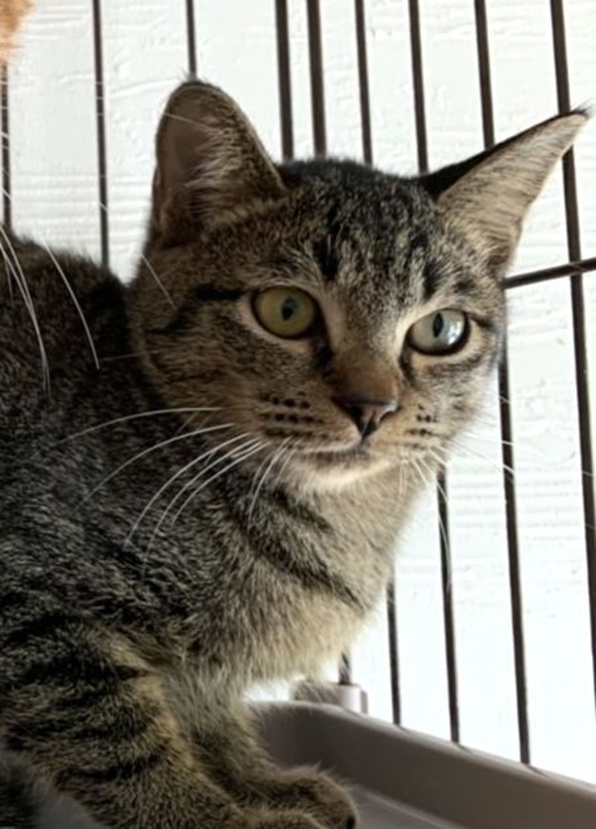 雑種（ミックス猫）・メスの里親募集の写真