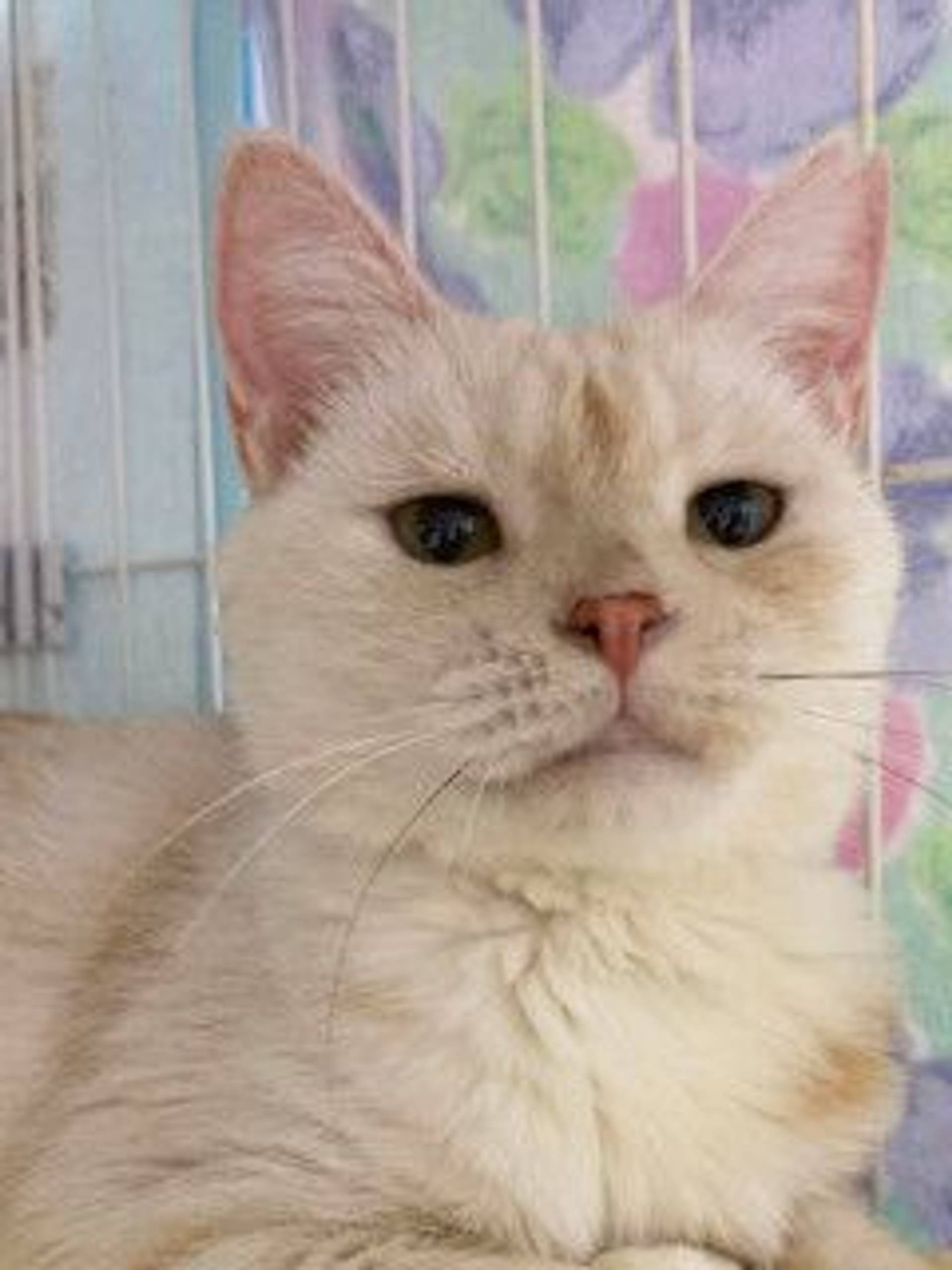 雑種（ミックス猫）・メスの里親募集の写真