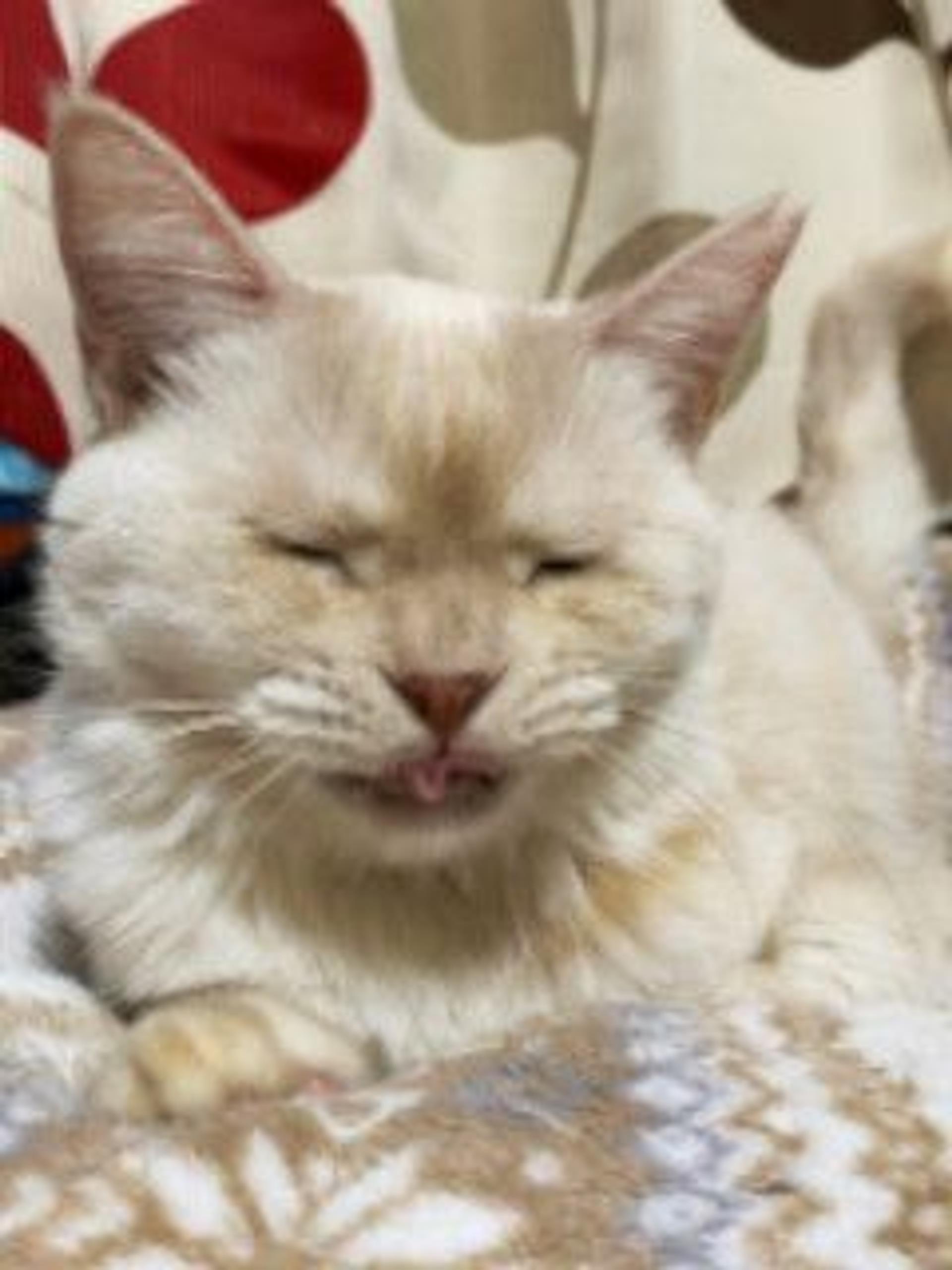 pet-image-6
