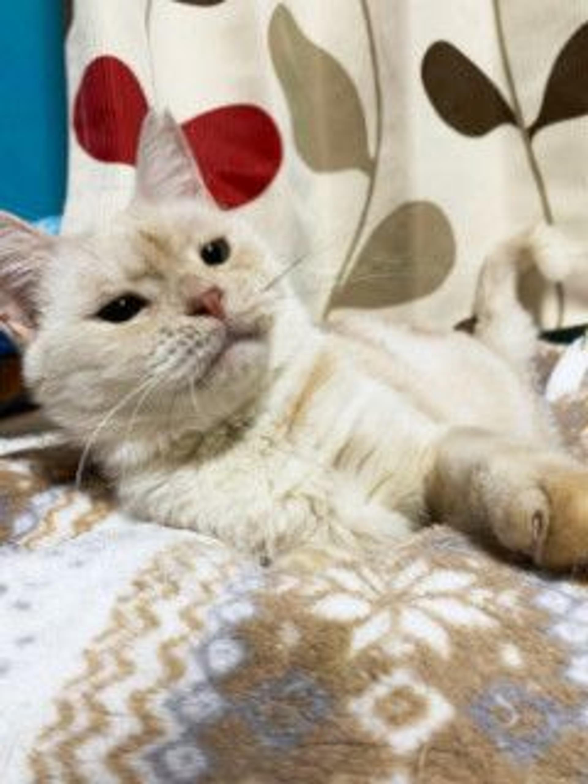pet-image-8