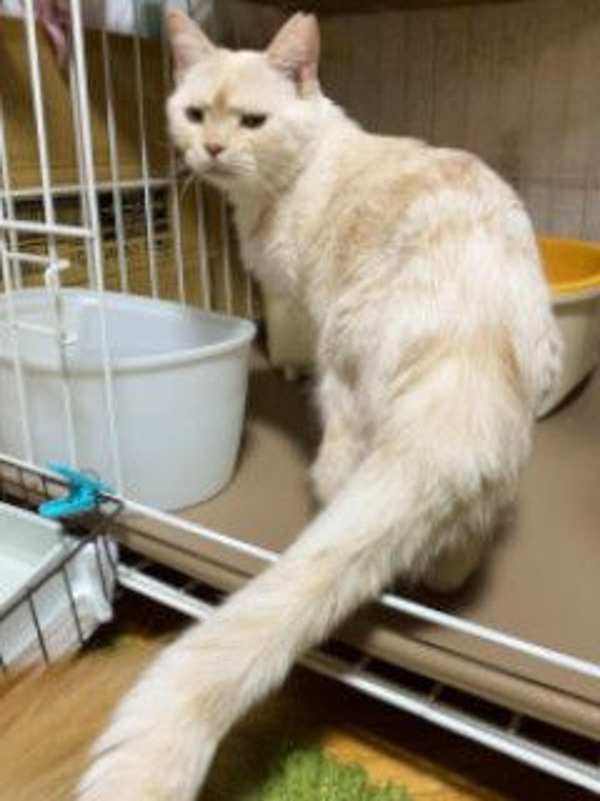 pet-image-10