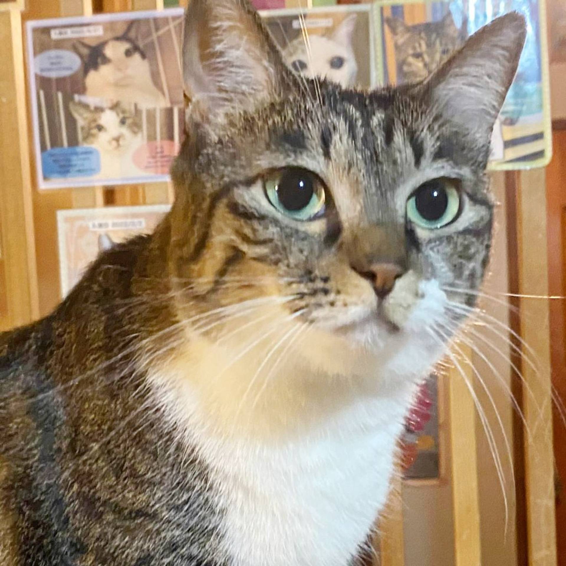 雑種（ミックス猫）・メスの里親募集の写真