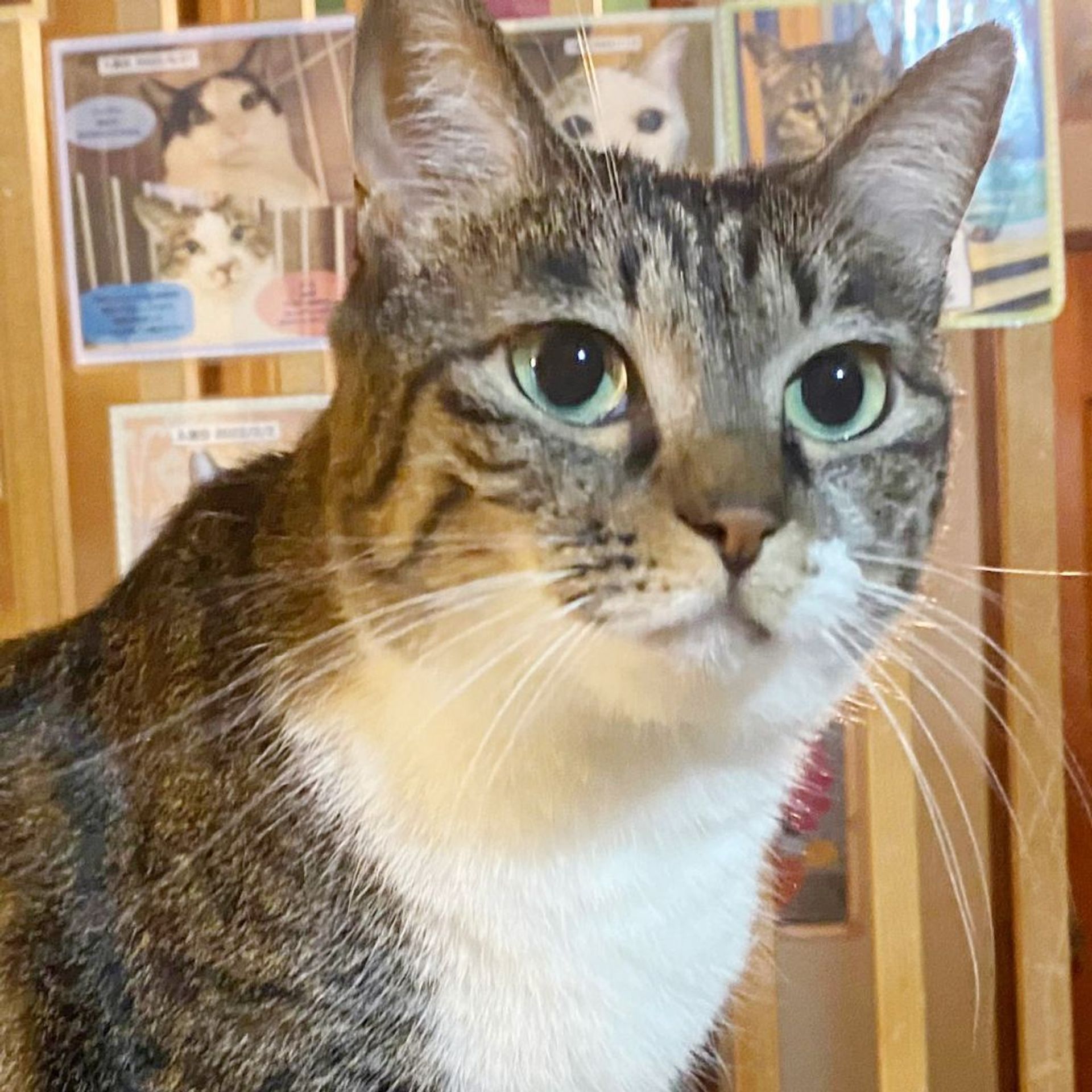 雑種（ミックス猫）・メスの里親募集の写真