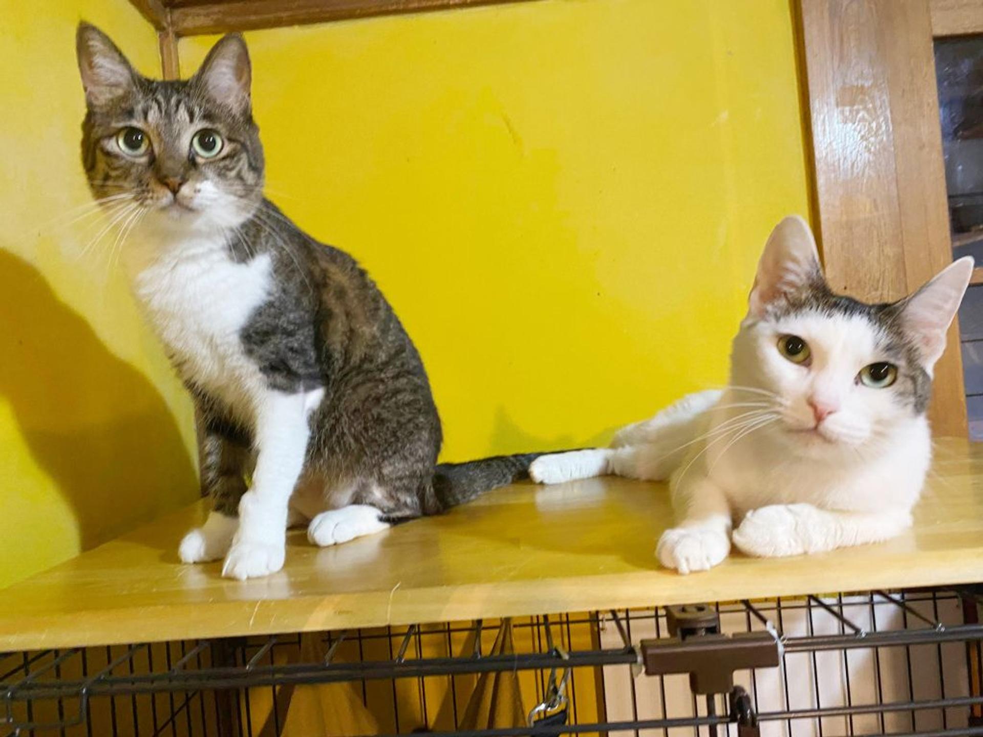 pet-image-3