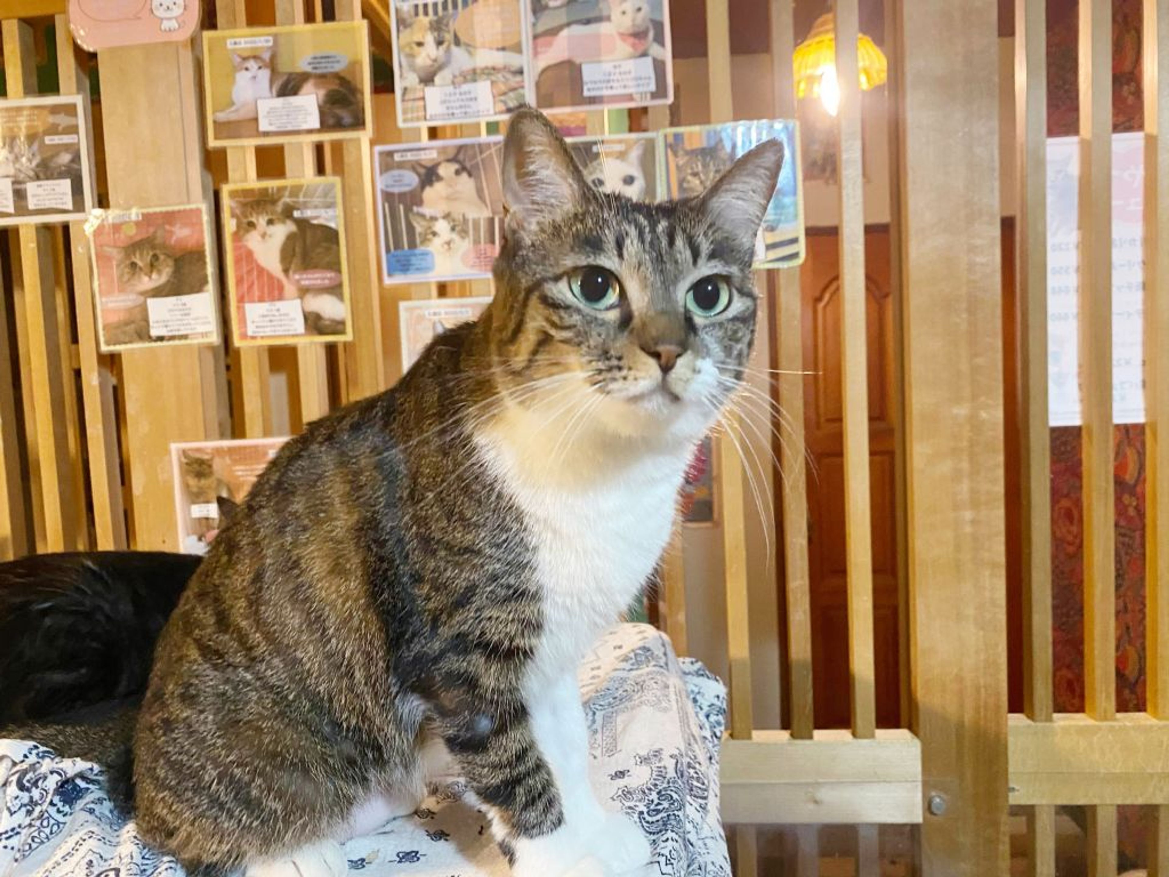 pet-image-4