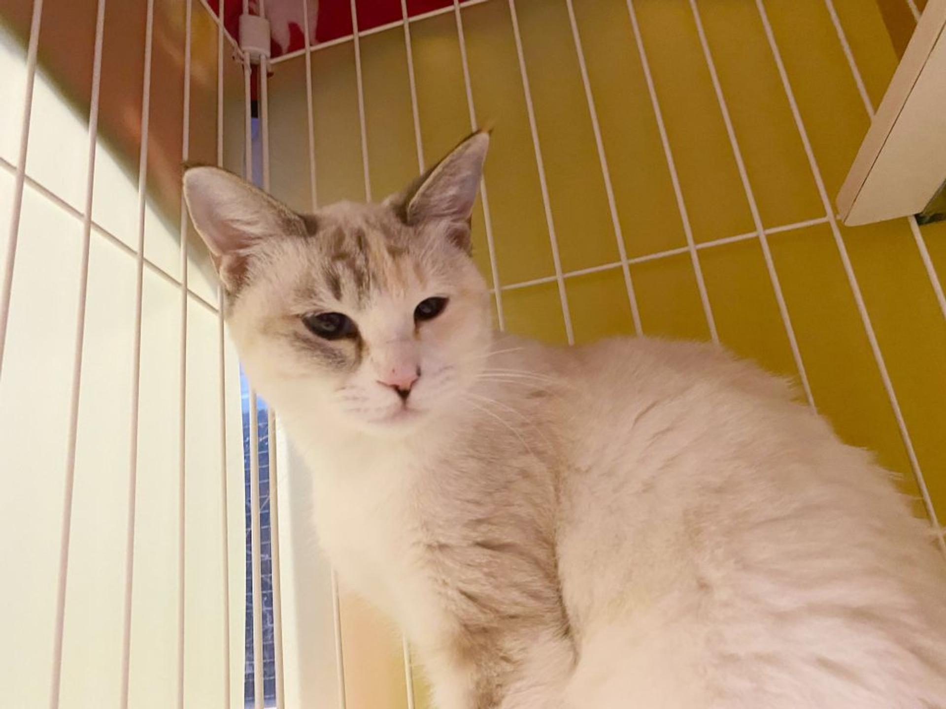 pet-image-4