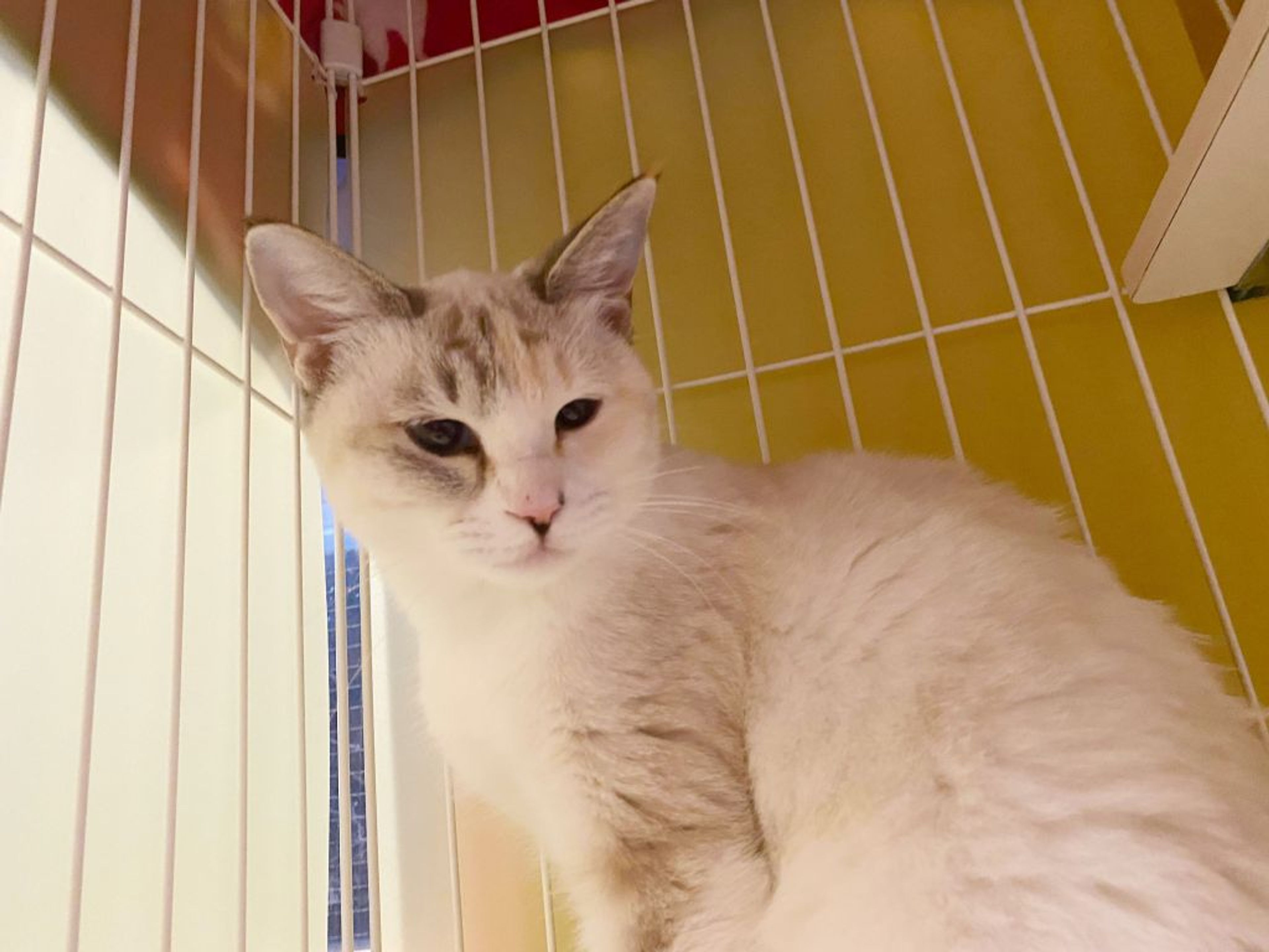 pet-image-4