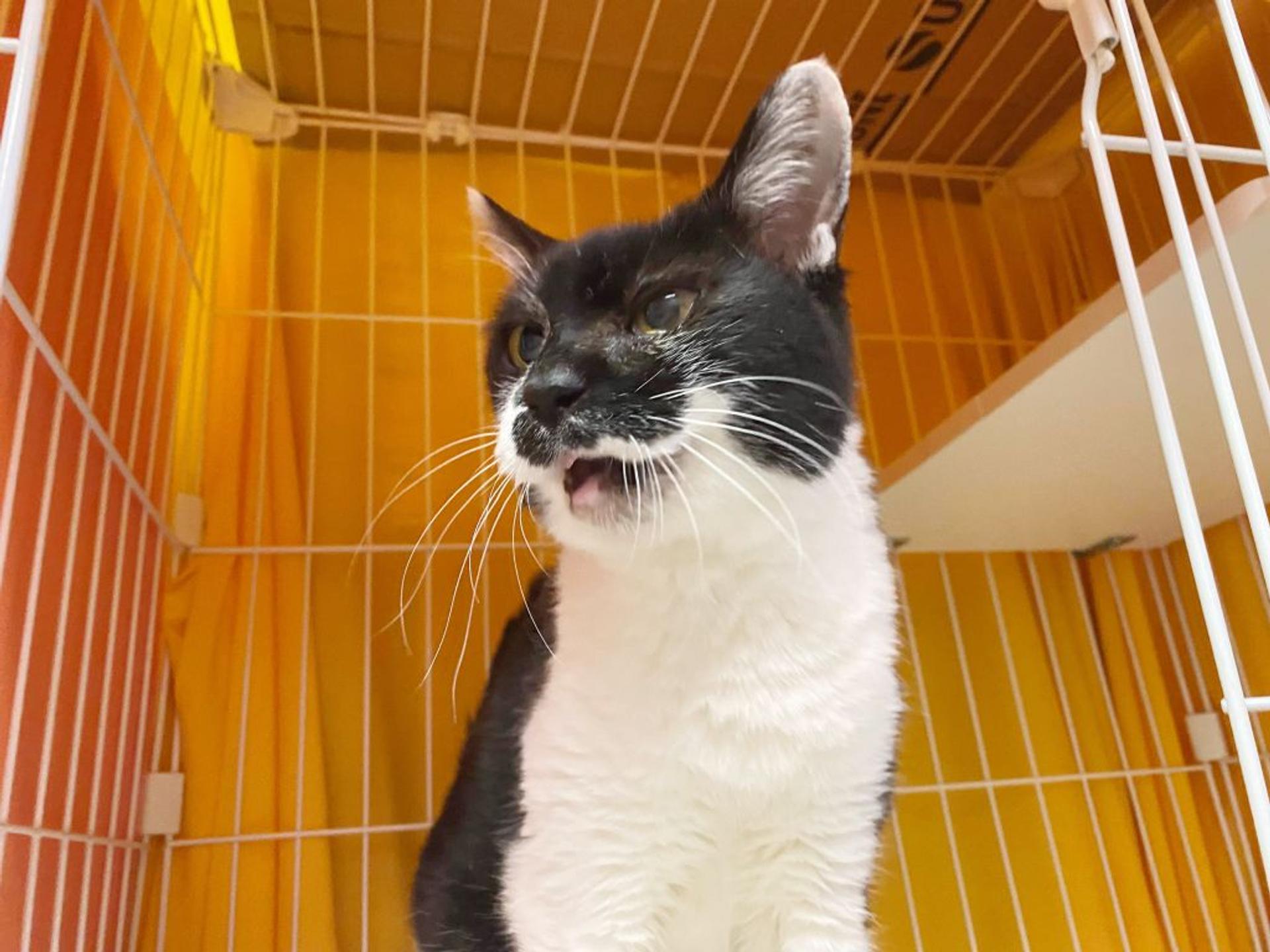 pet-image-3