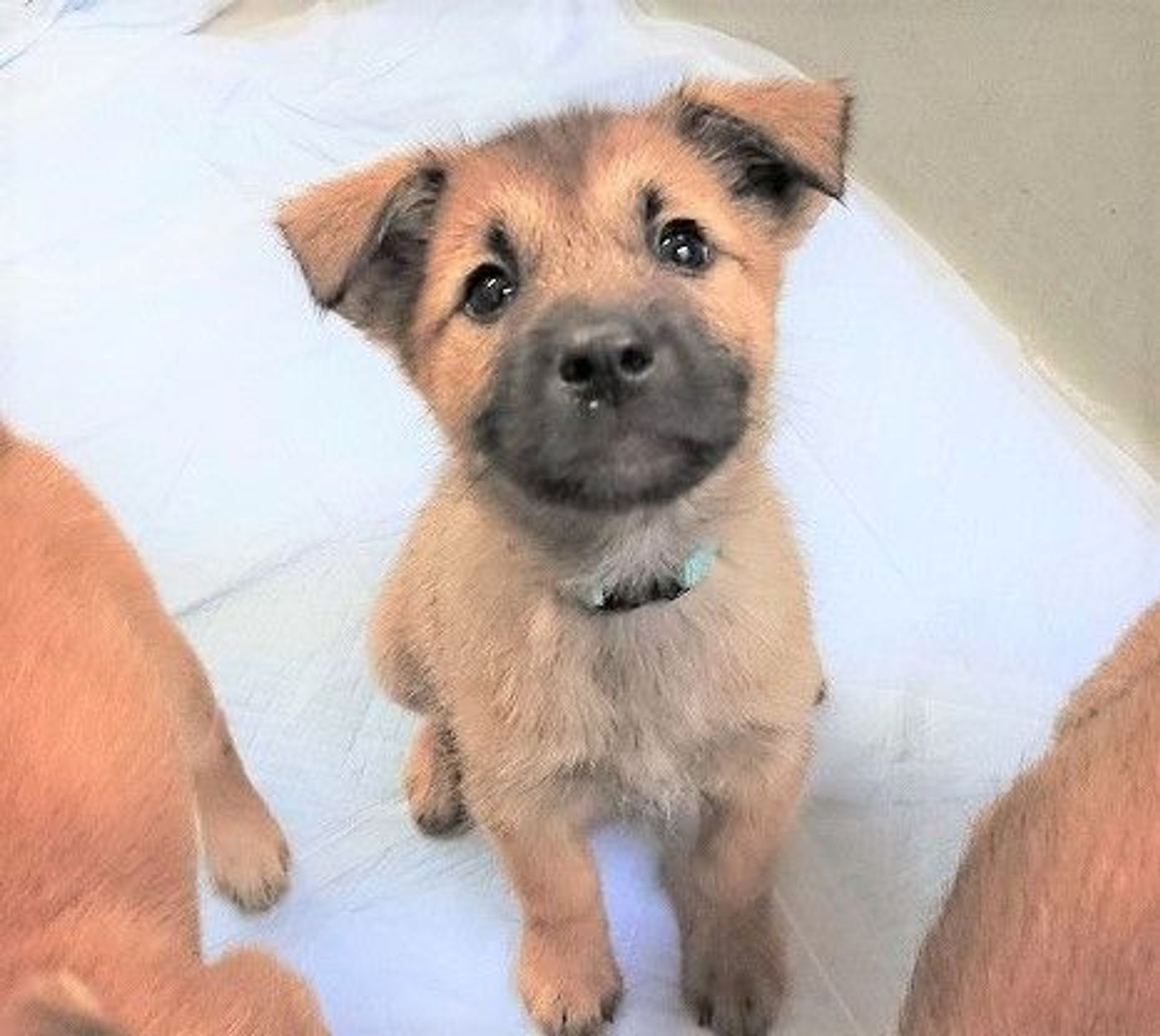 雑種（ミックス犬）・メスの里親募集の写真