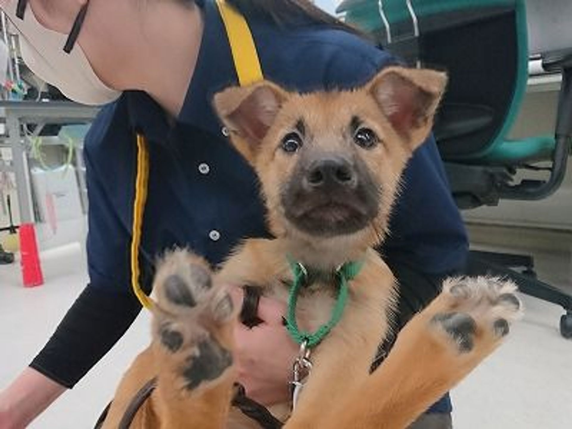 雑種（ミックス犬）・メスの里親募集の写真