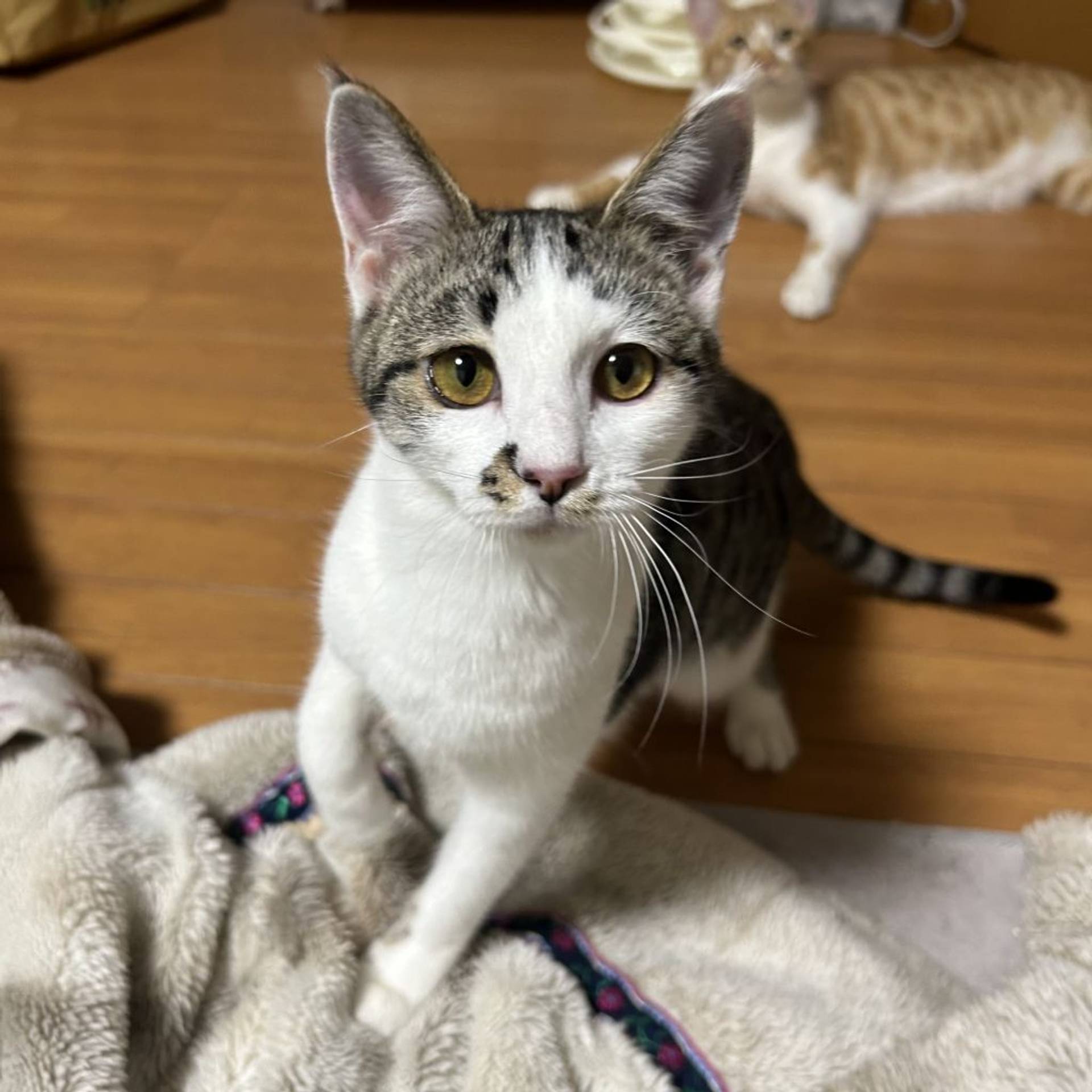 雑種（ミックス猫）・メスの里親募集の写真