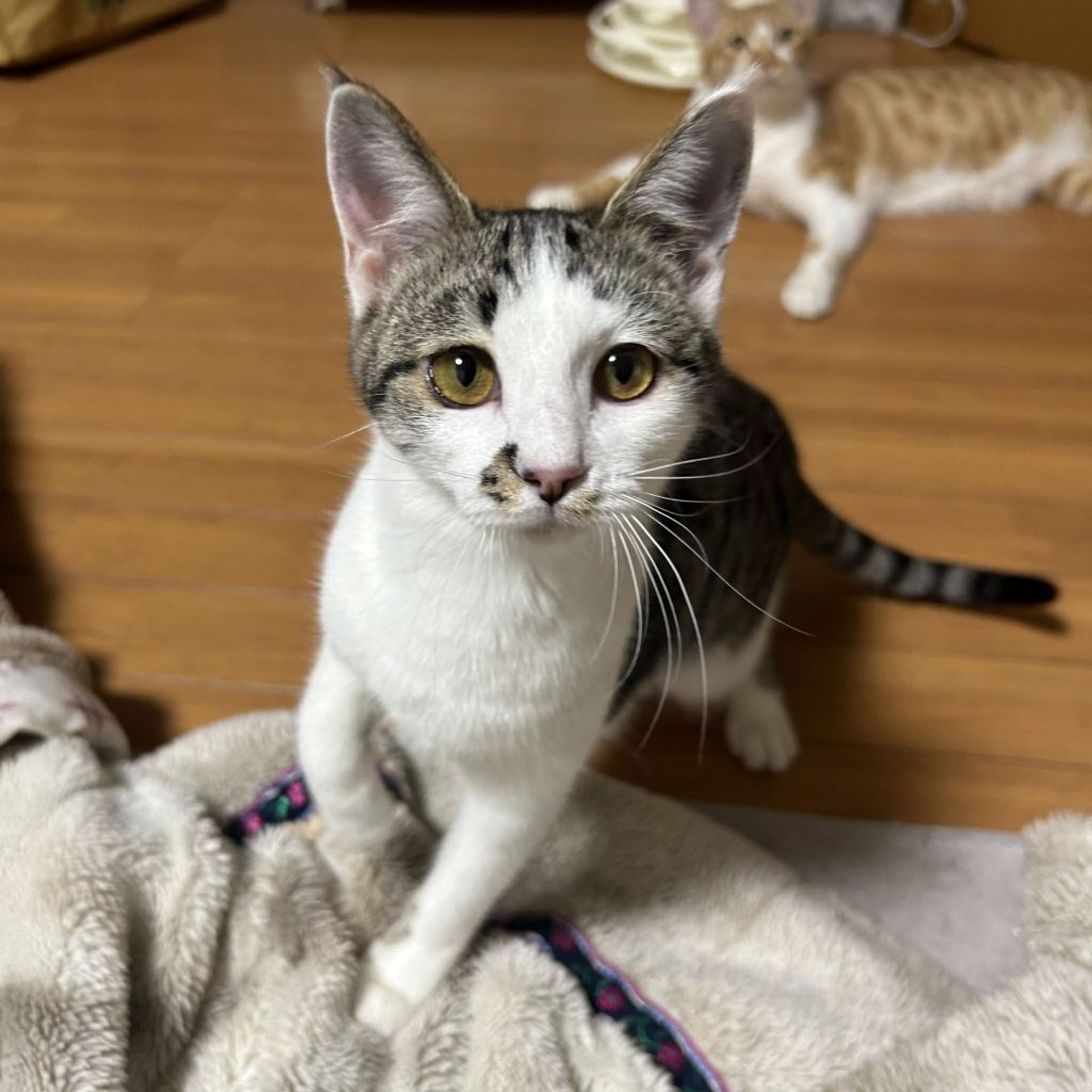 雑種（ミックス猫）・メスの里親募集の写真
