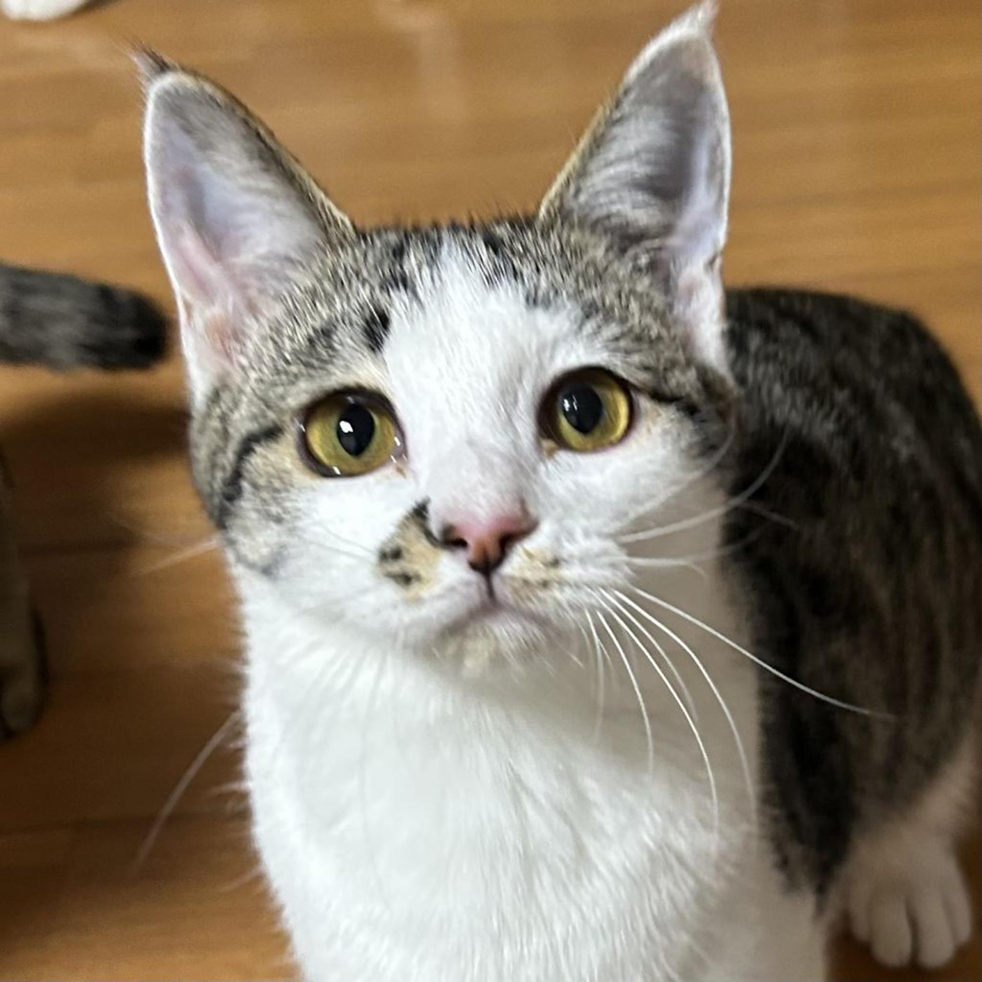 pet-image-2